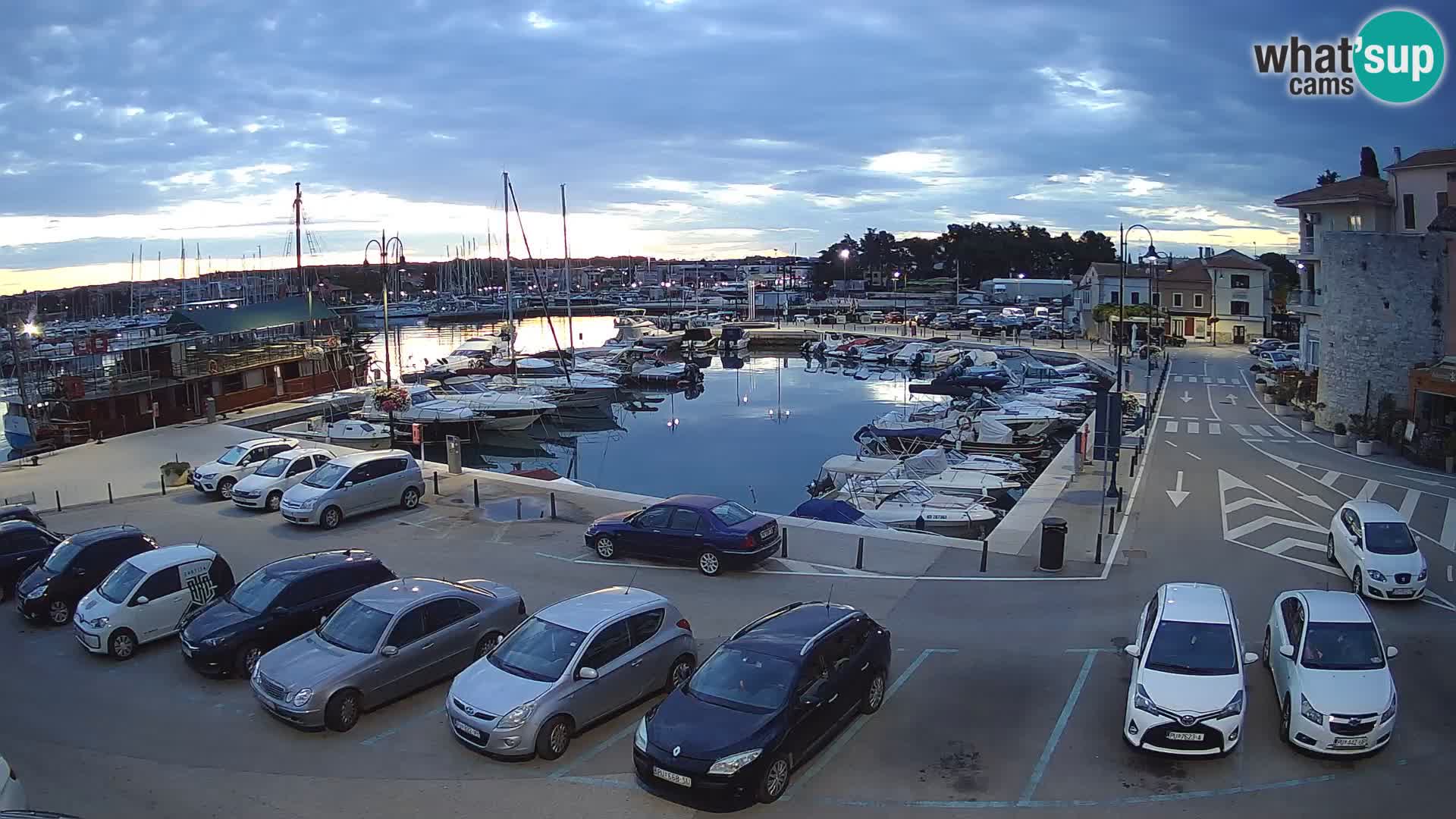 Novigrad | Porporela marina
