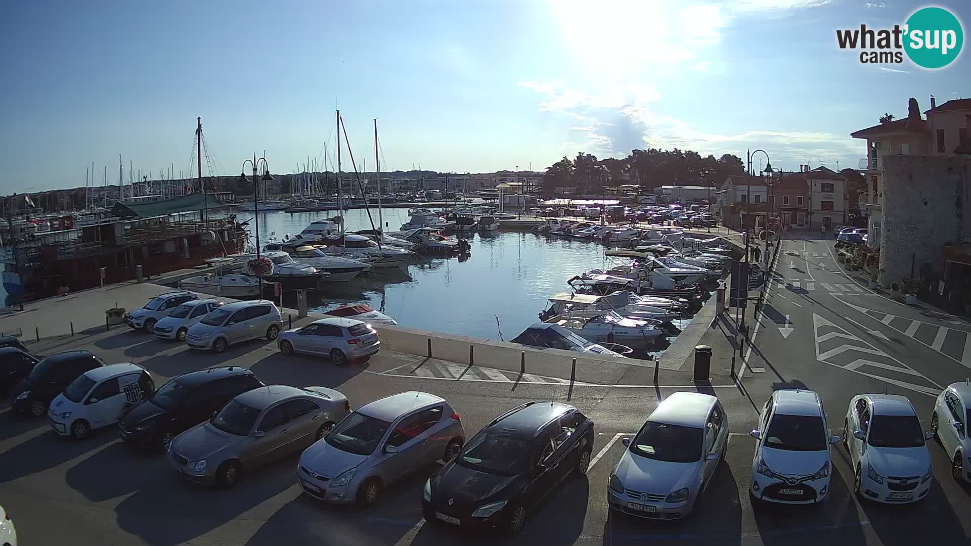 Novigrad | Porporela marina