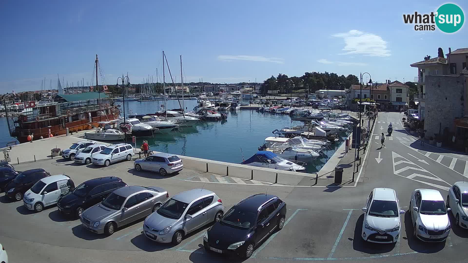 Novigrad | Porporela marina