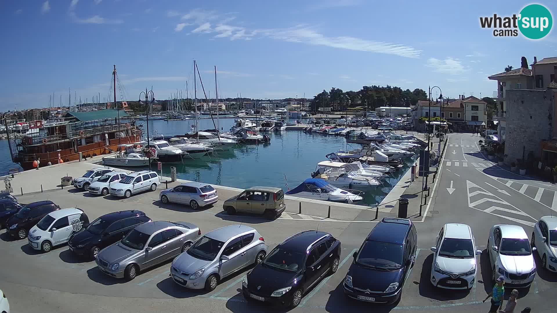 Novigrad | Porporela marina