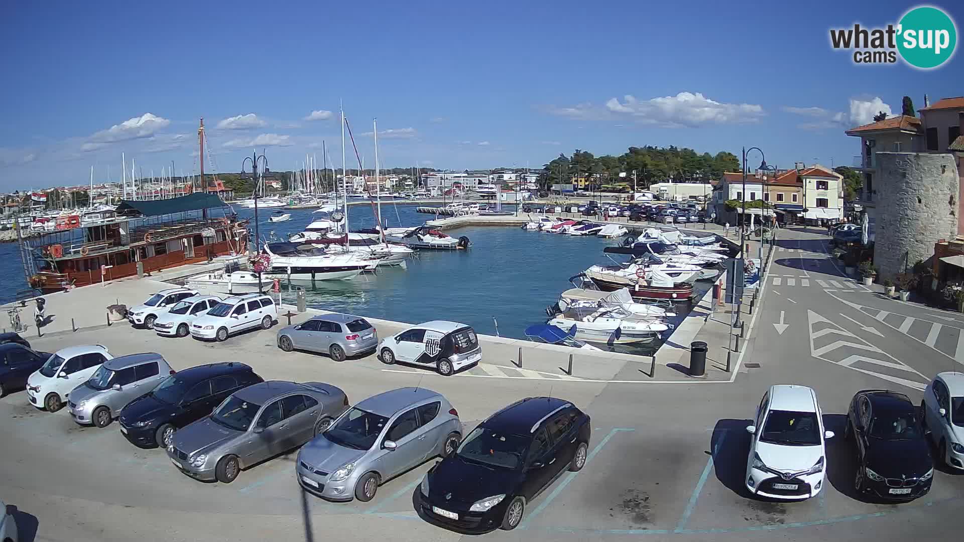 Novigrad | Porporela marina