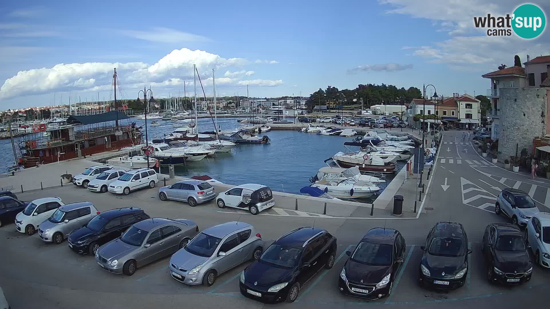 Novigrad | Porporela marina
