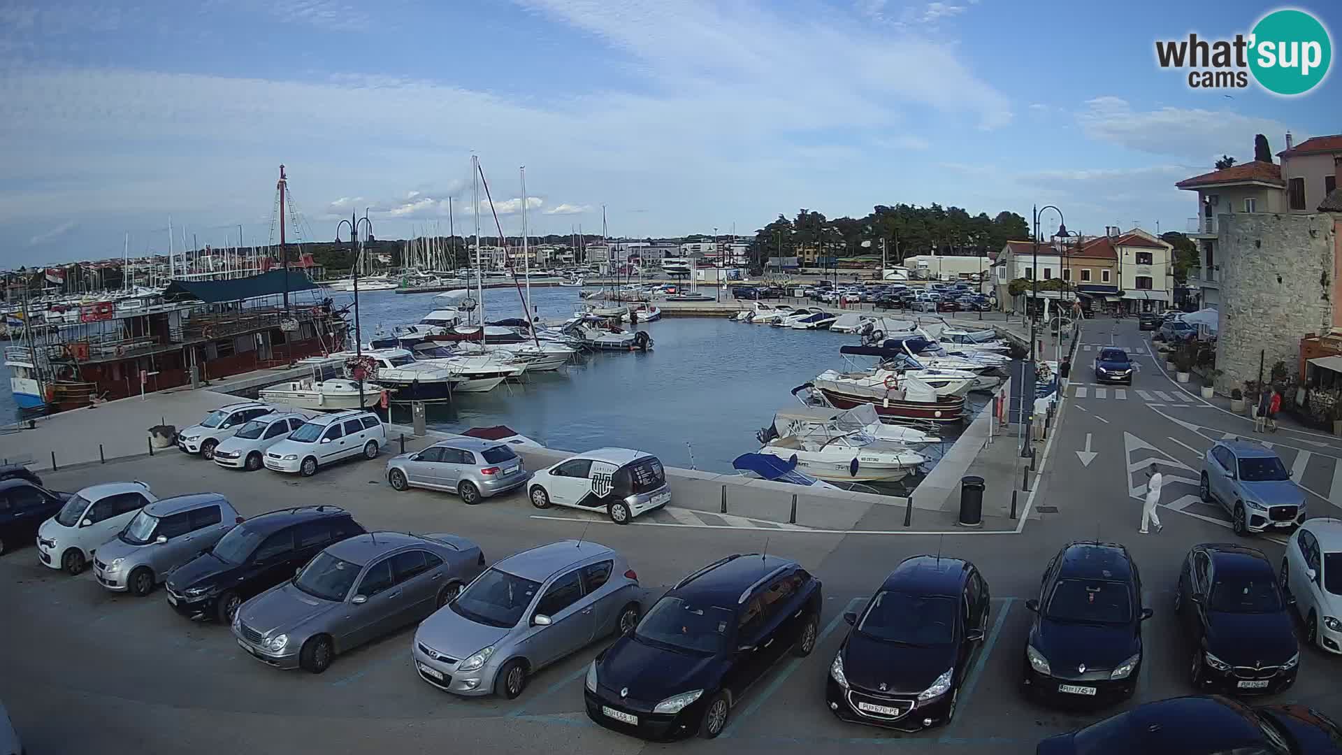 Novigrad | Porporela marina