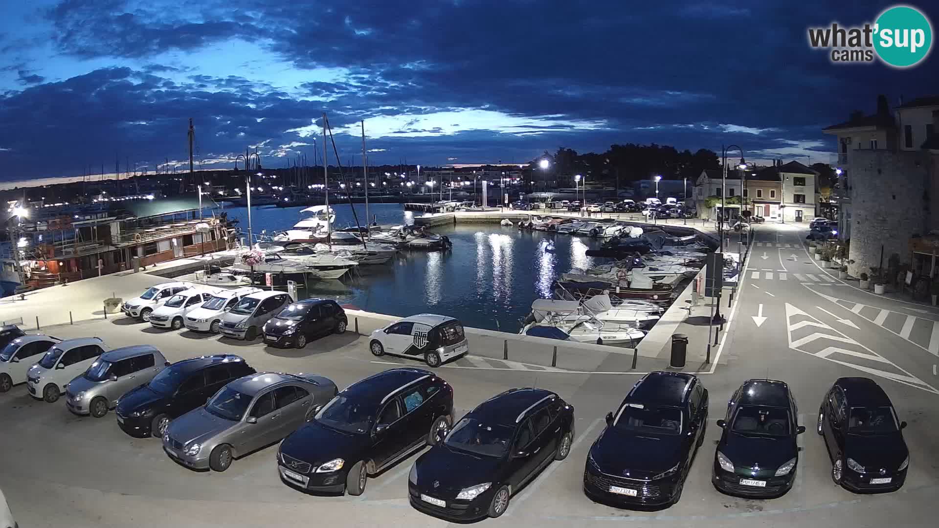 Novigrad | Porporela marina