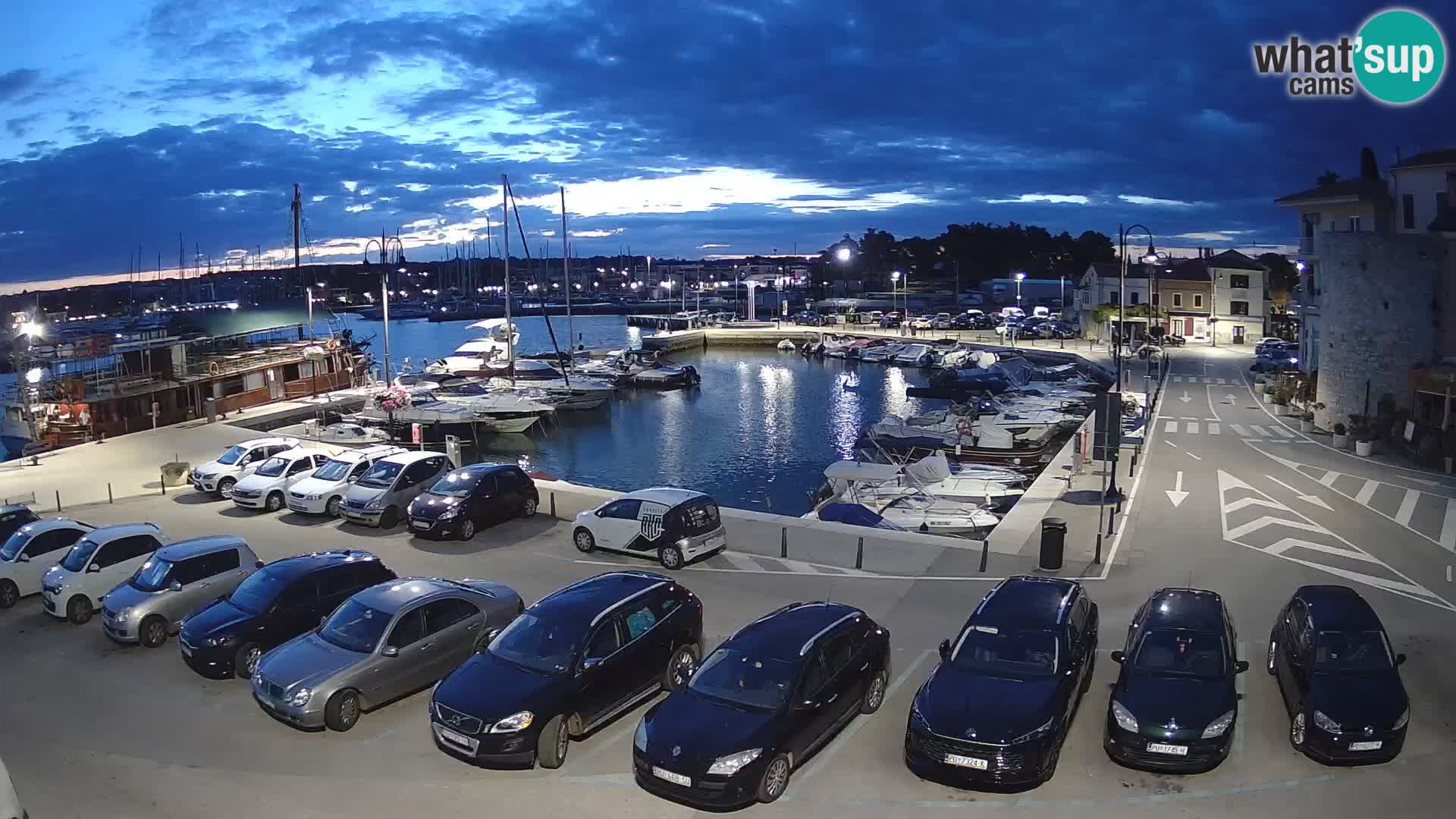 Novigrad | Porporela marina