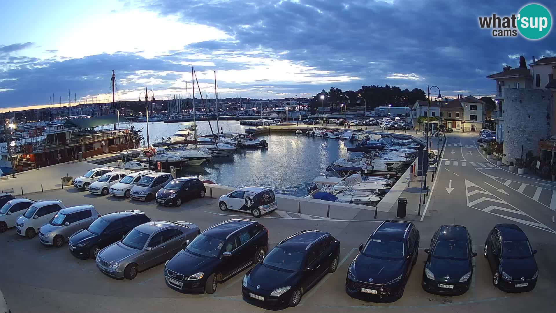 Novigrad | Porporela marina