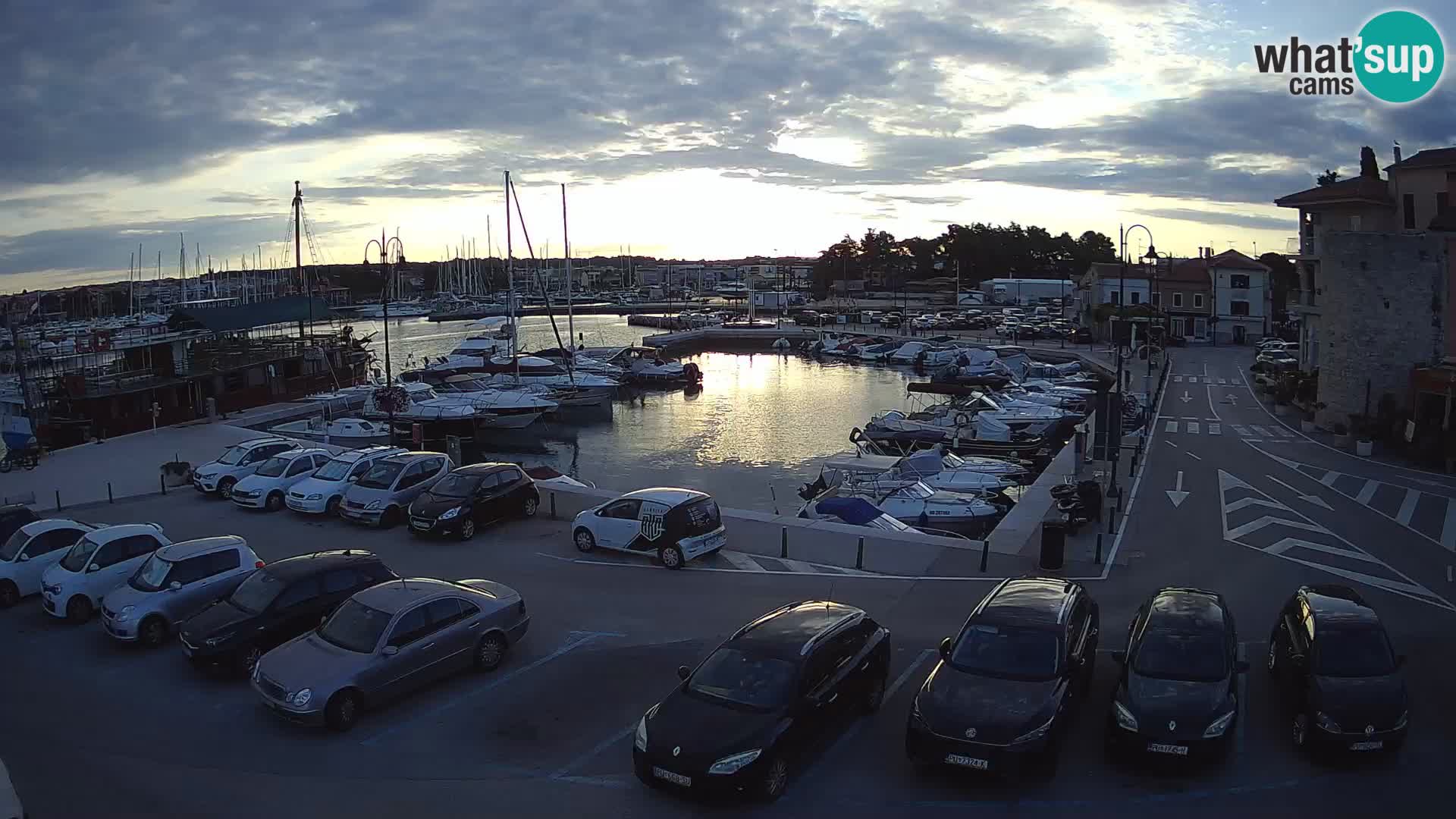 Novigrad | Porporela marina