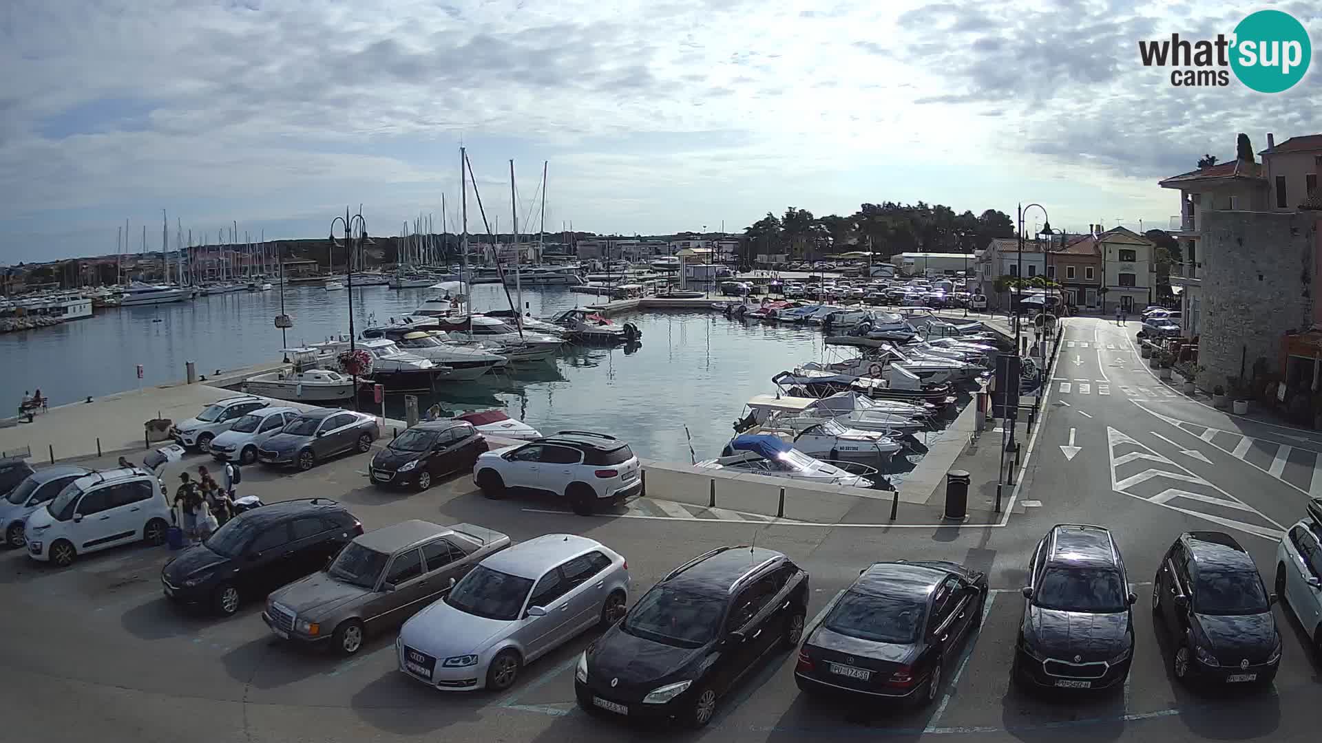 Novigrad | Porporela marina