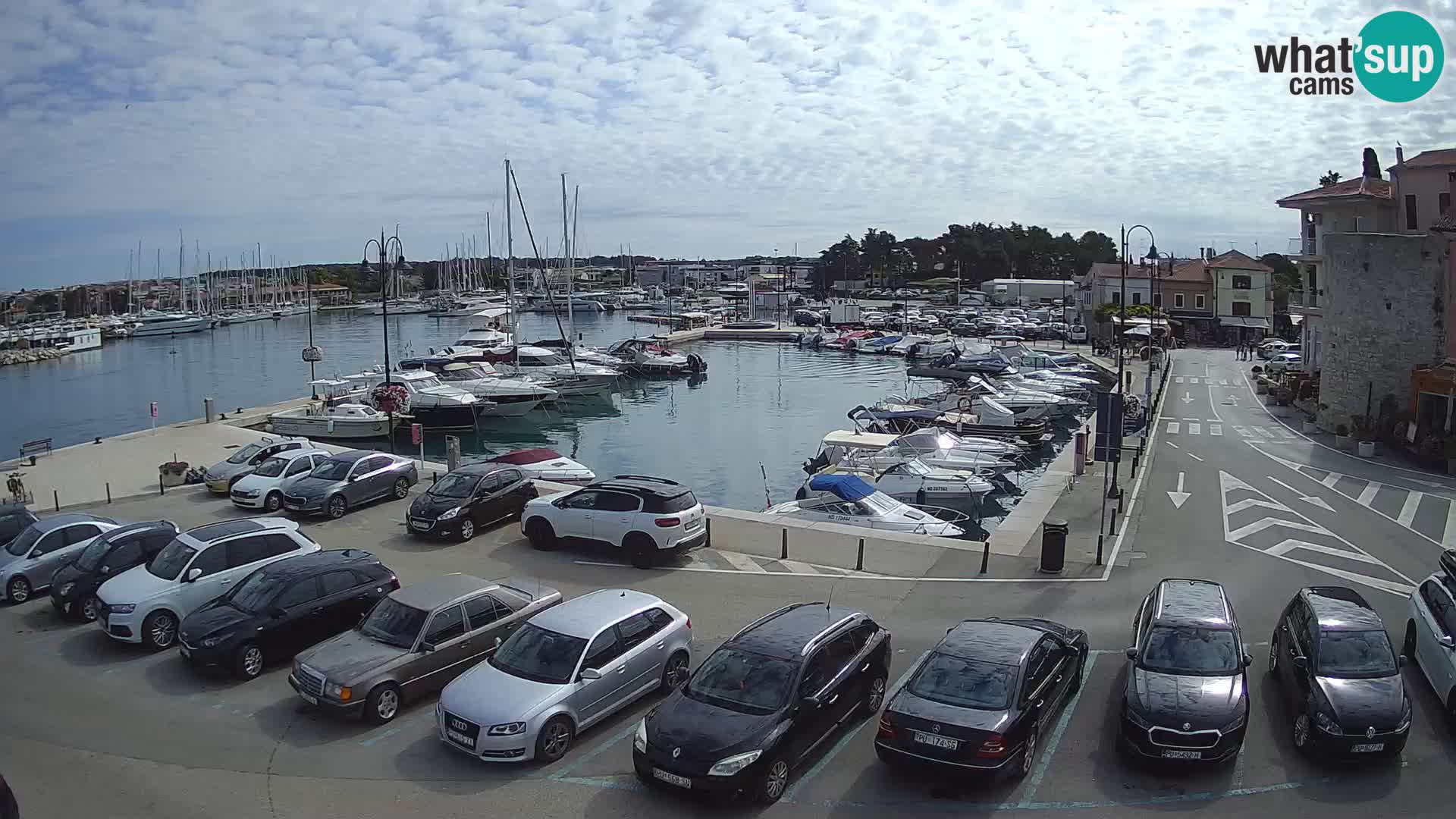 Novigrad | Porporela marina