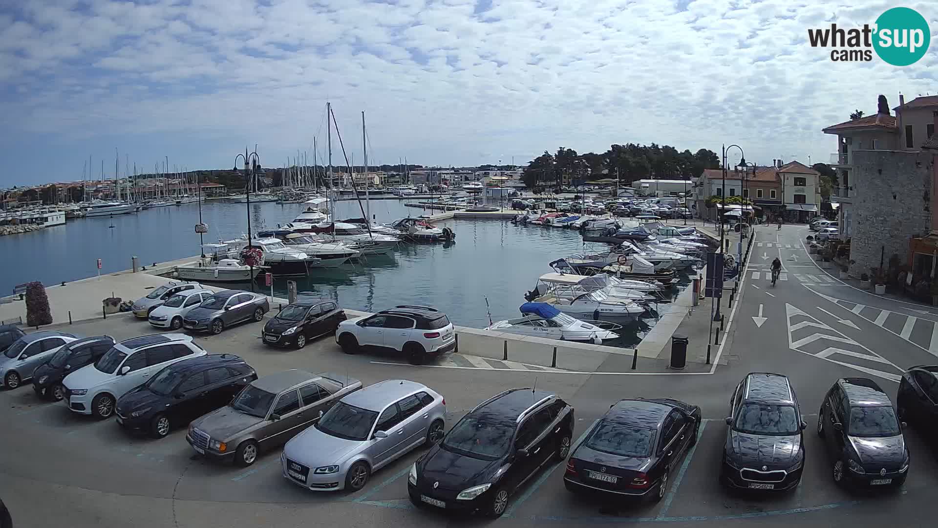 Novigrad | Porporela marina