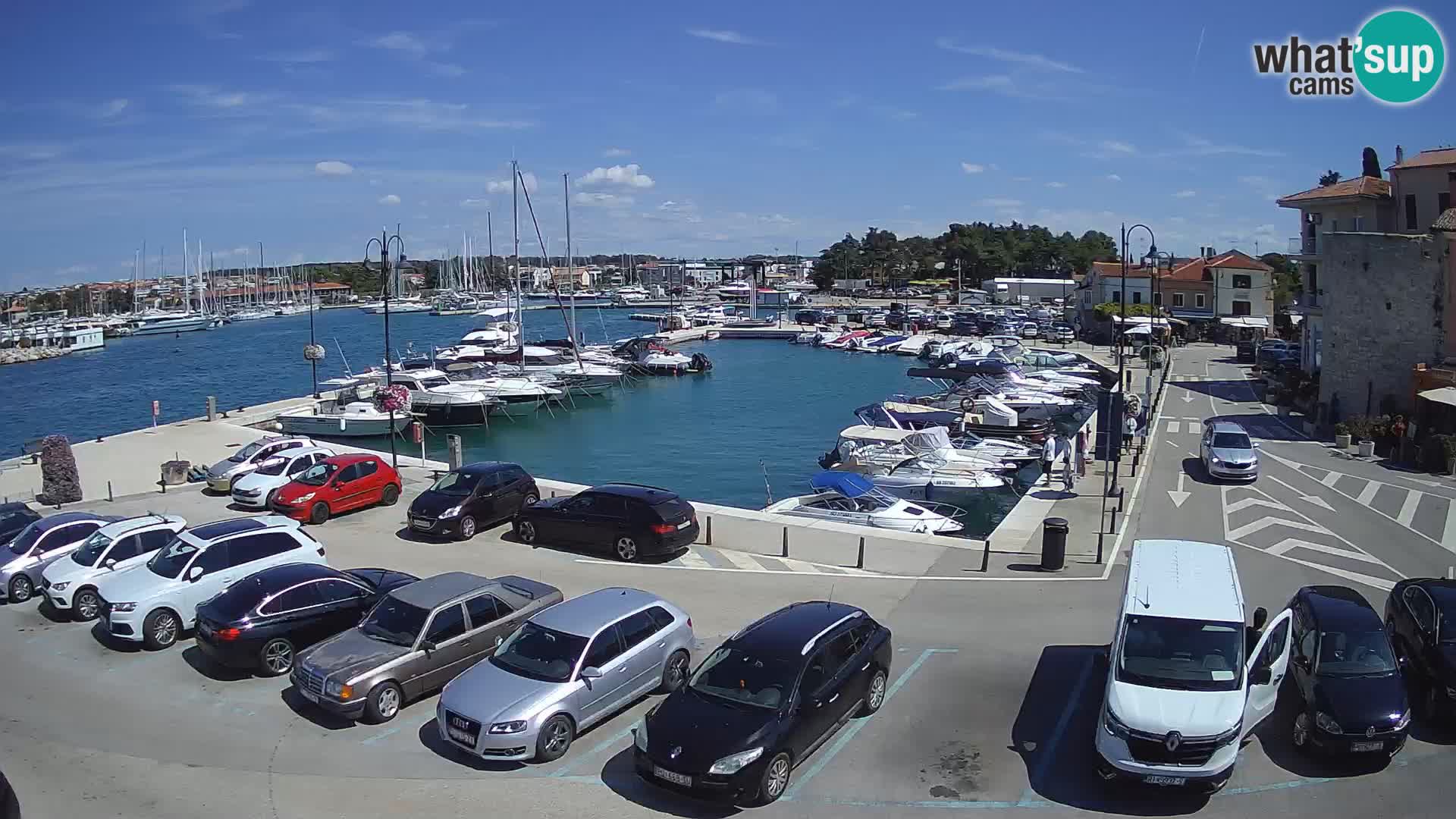 Novigrad | Porporela marina