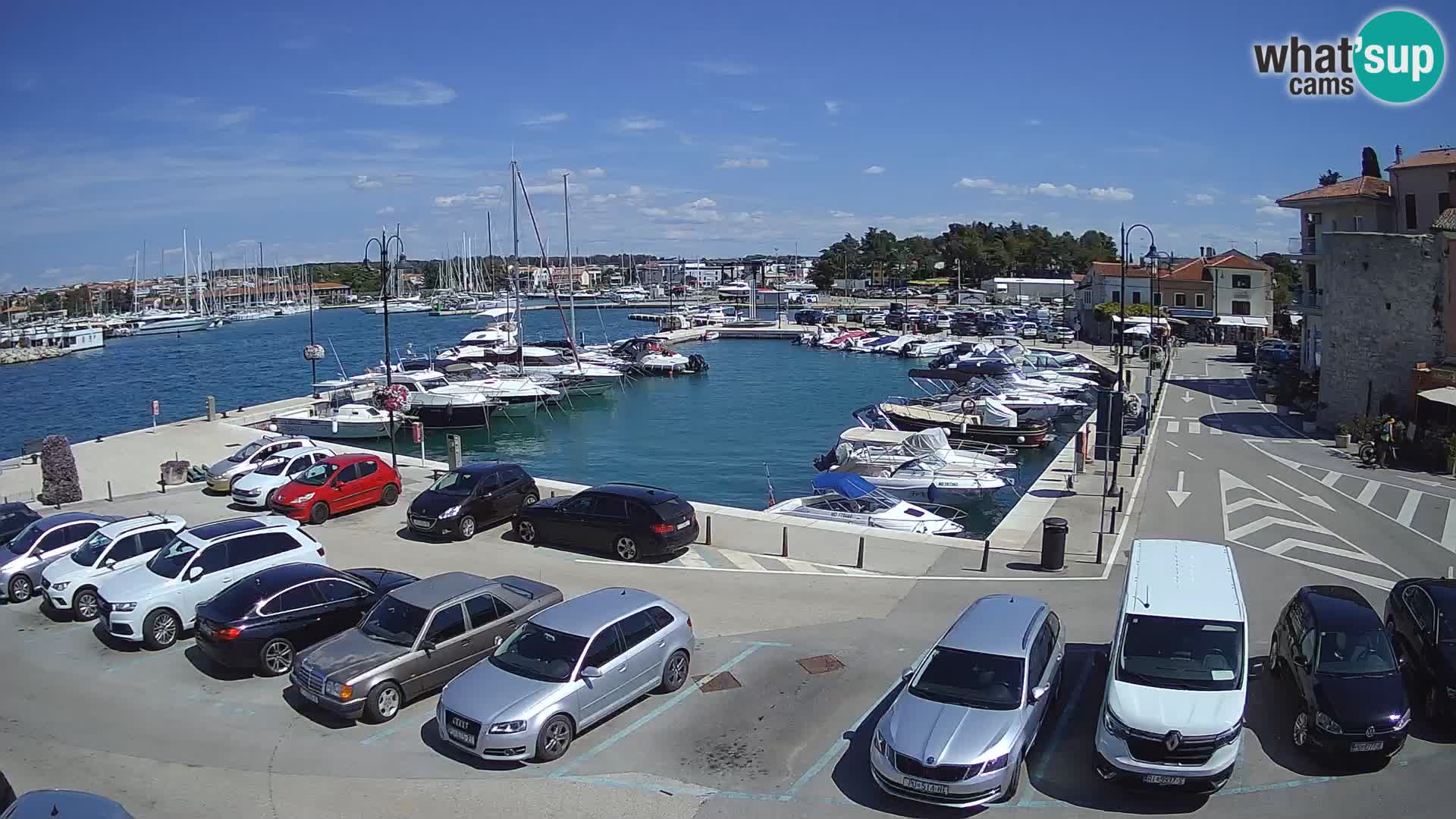 Novigrad | Porporela marina
