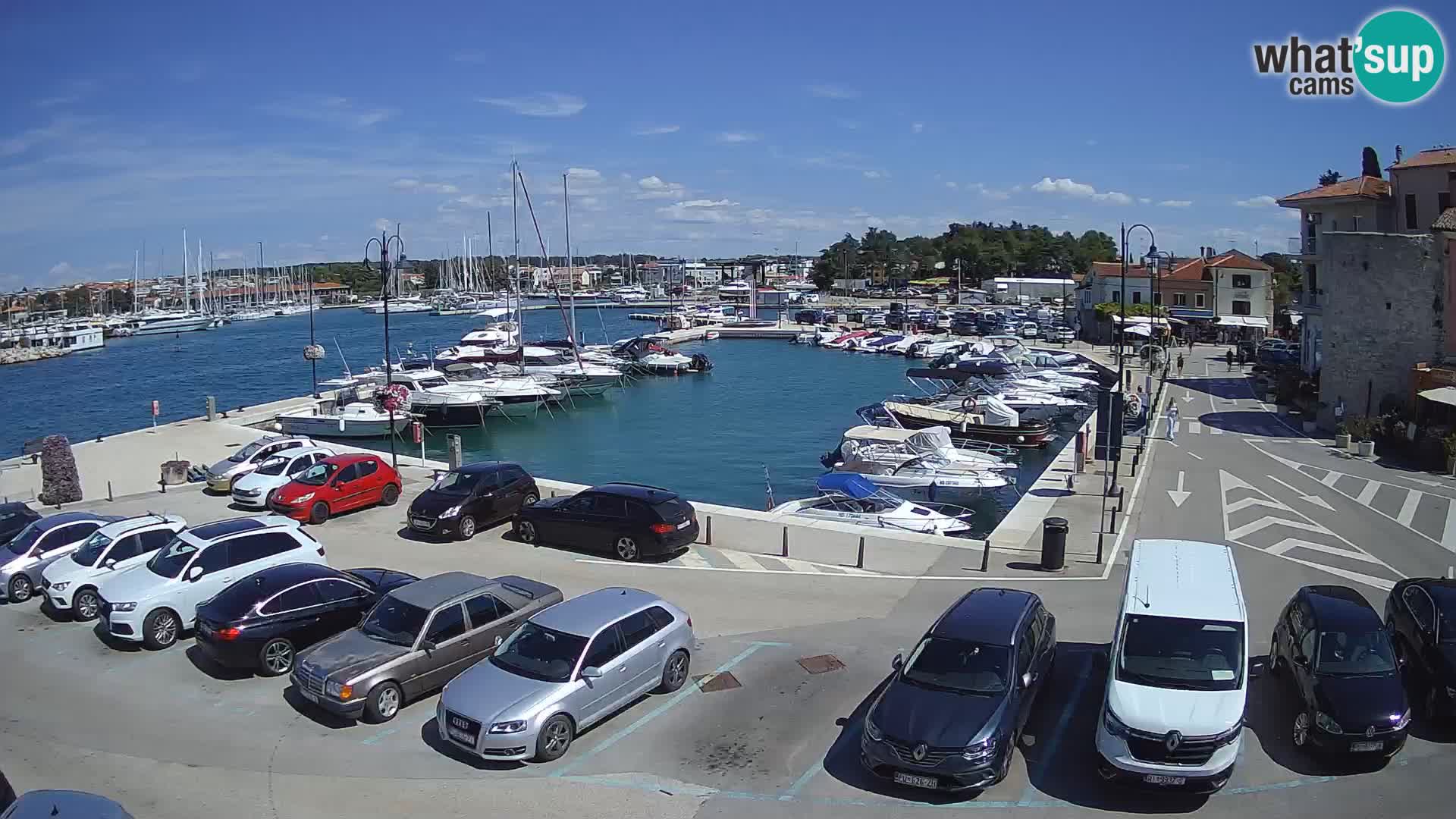 Novigrad | Porporela marina