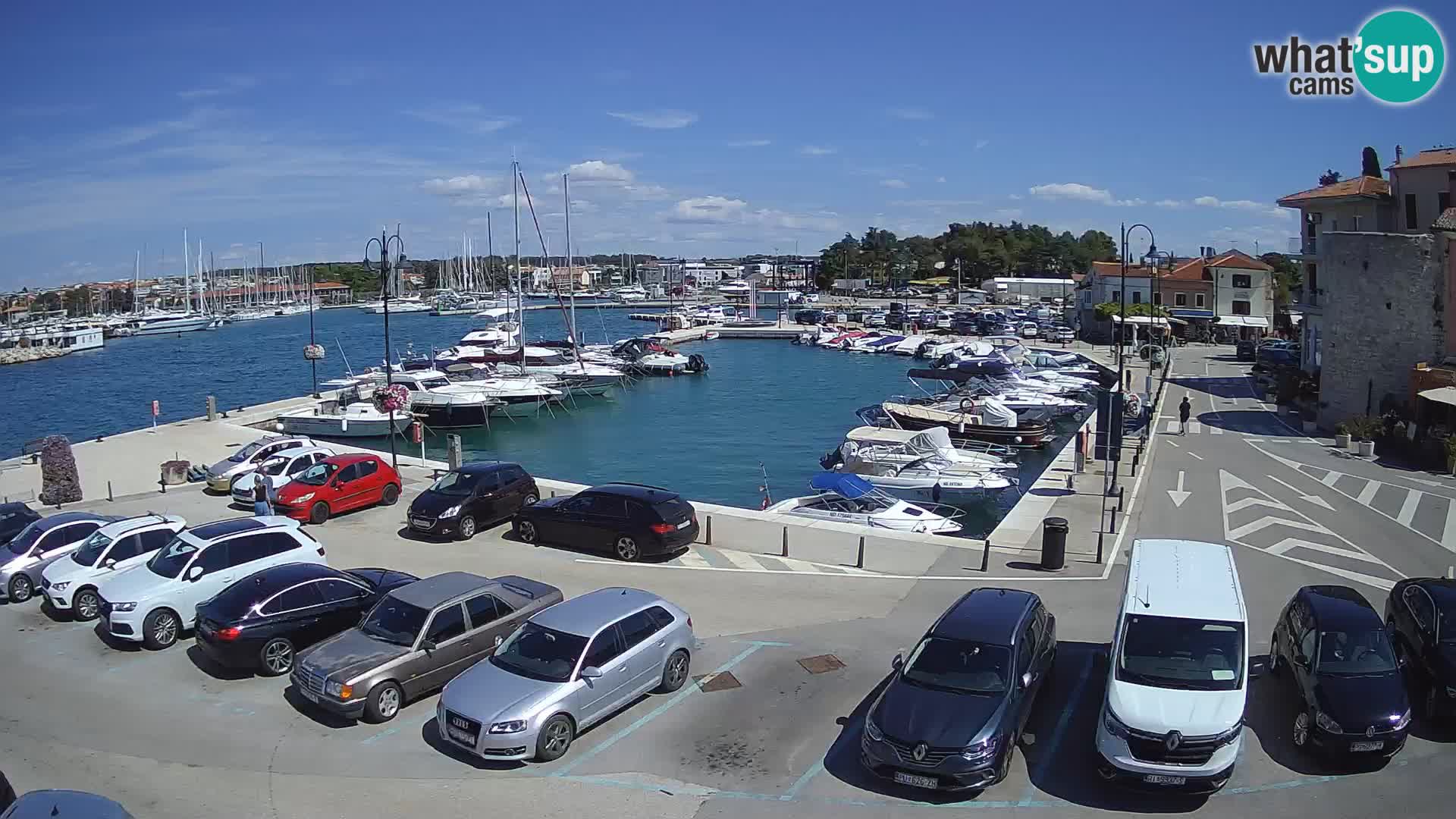 Novigrad | Porporela marina