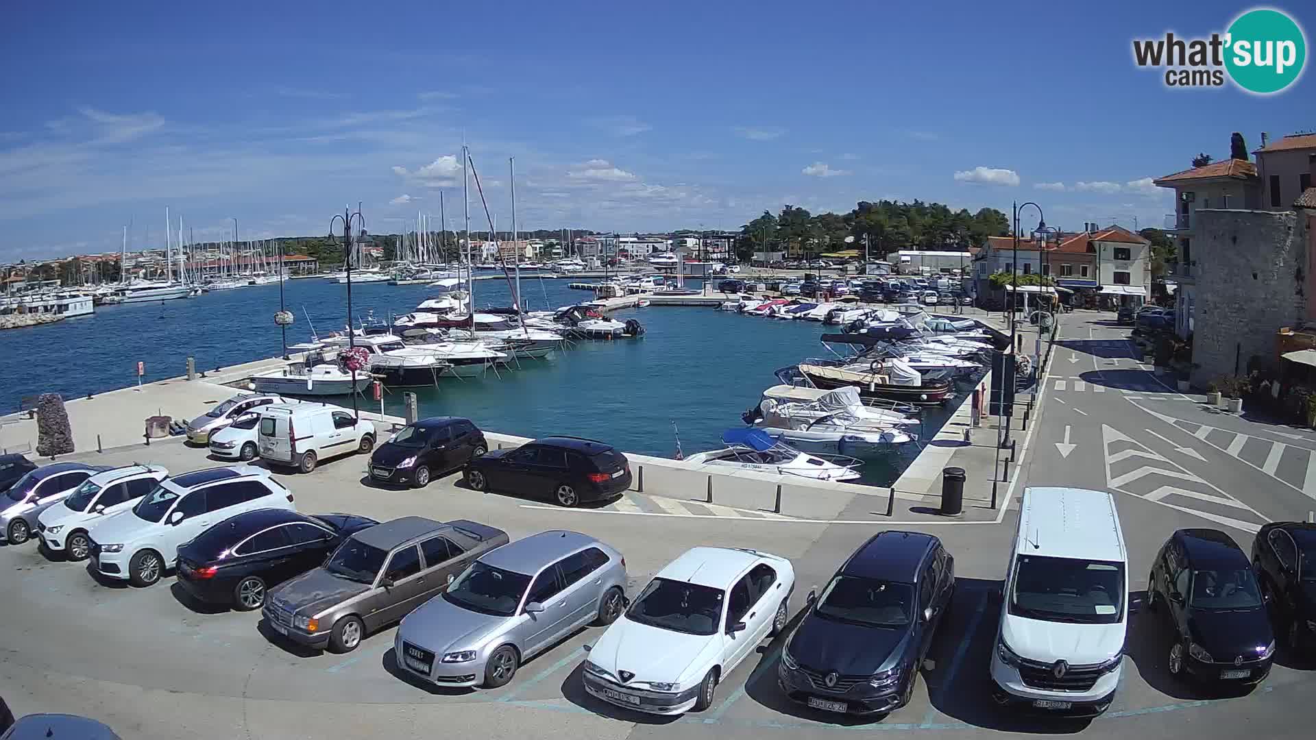 Novigrad | Porporela marina