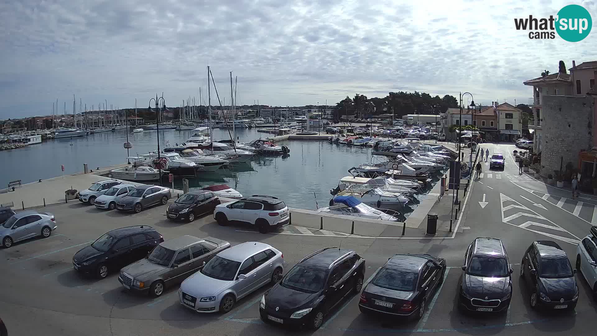 Novigrad | Porporela marina