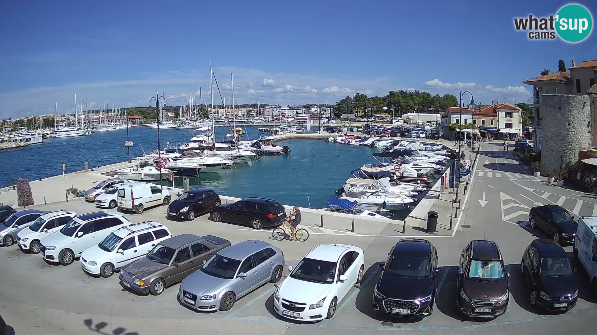 Novigrad | Porporela marina