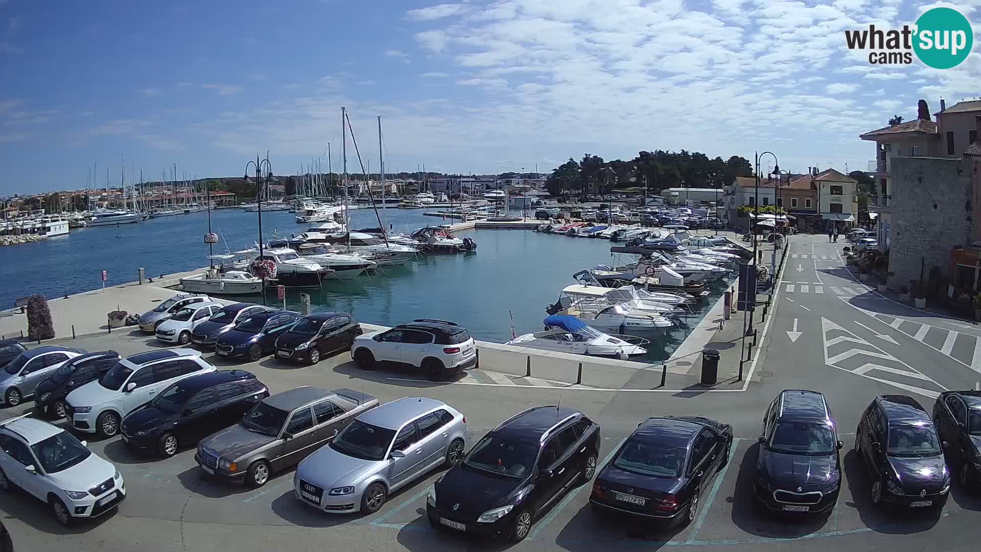 Novigrad | Porporela marina