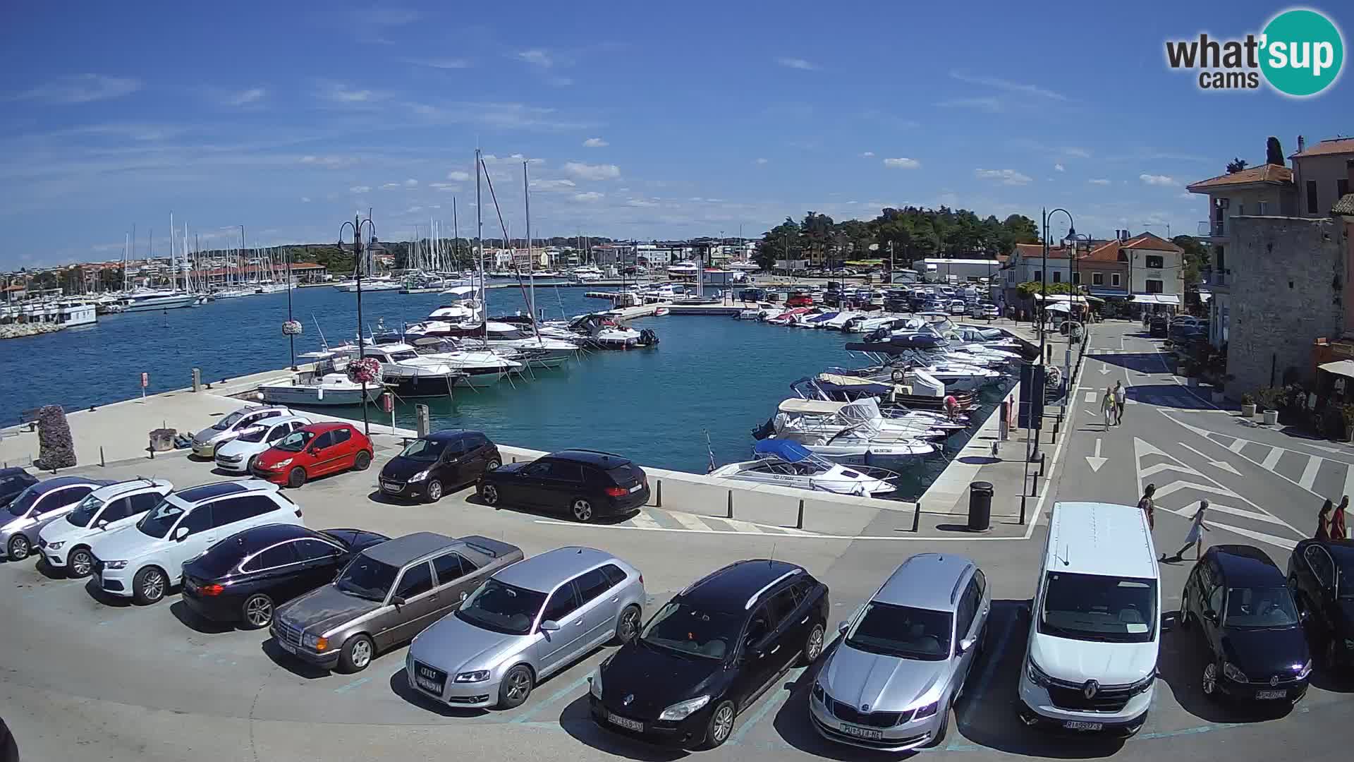 Novigrad | Porporela marina
