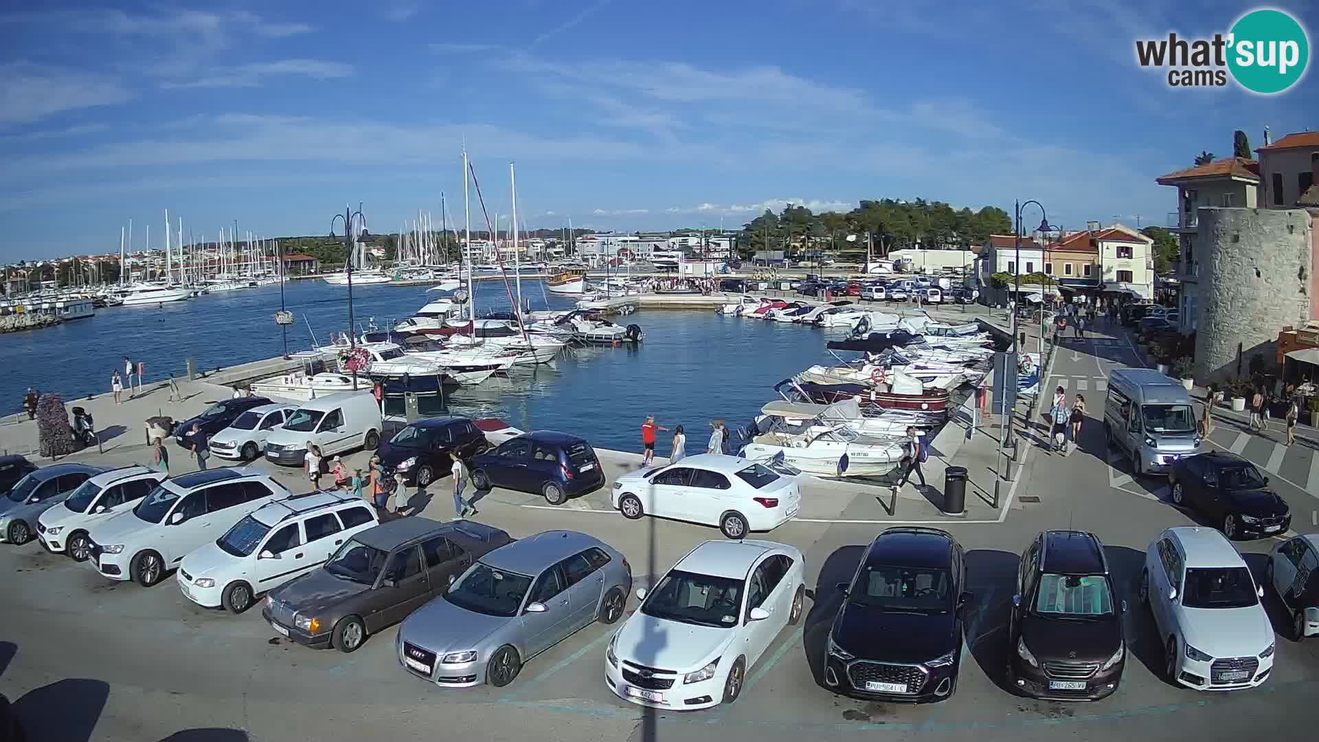 Novigrad | Porporela marina
