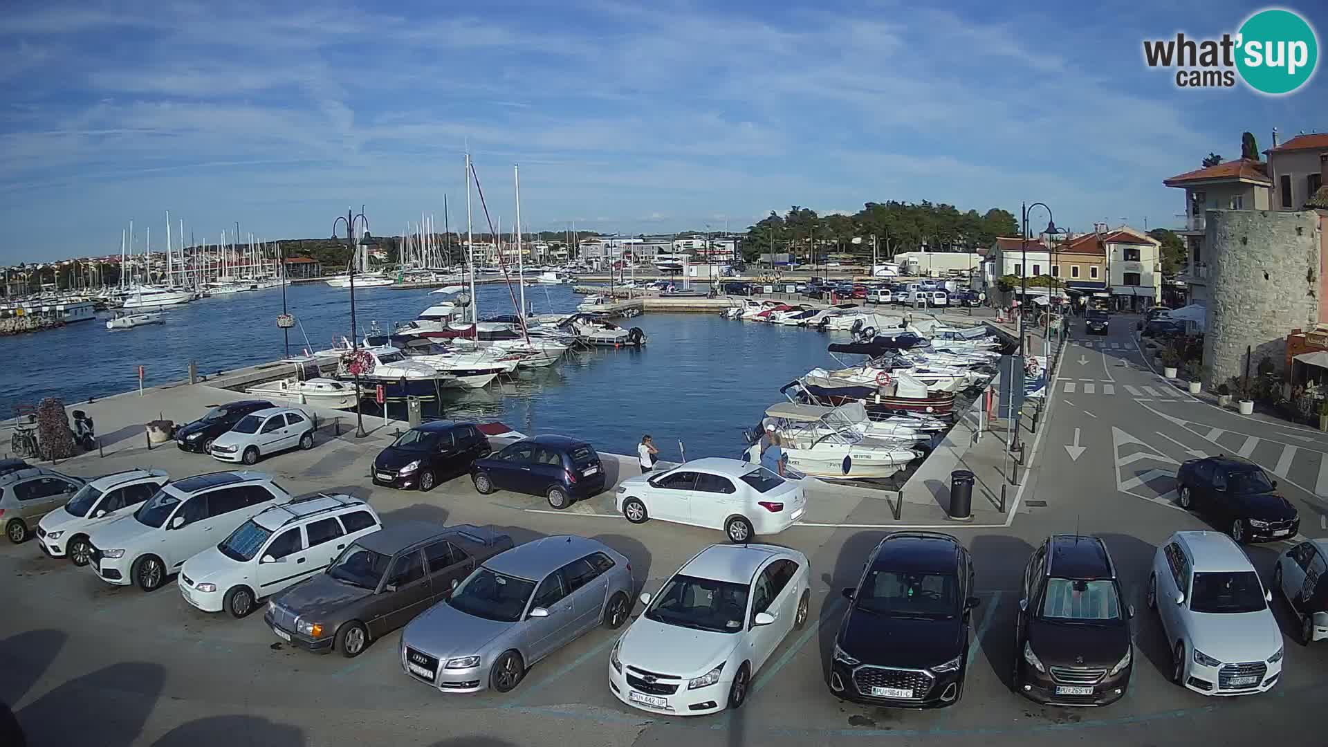 Novigrad | Porporela marina