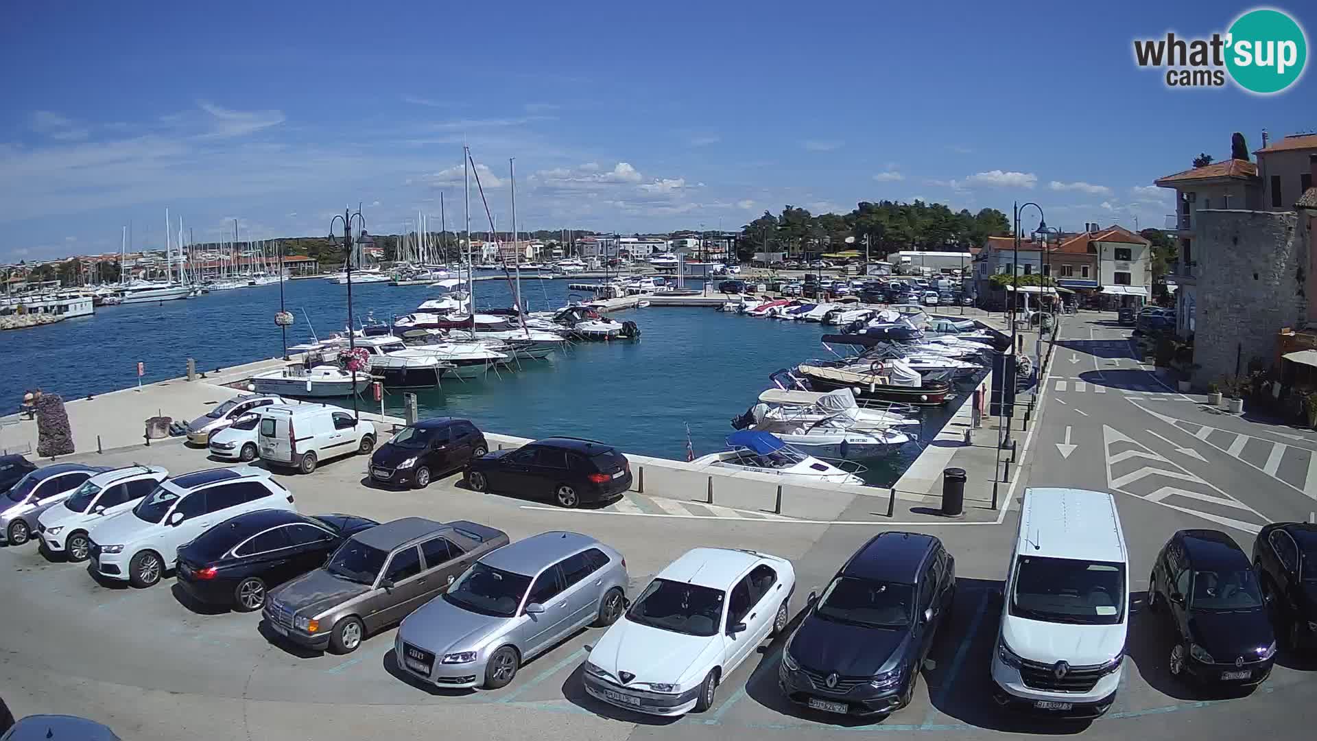 Novigrad | Porporela marina