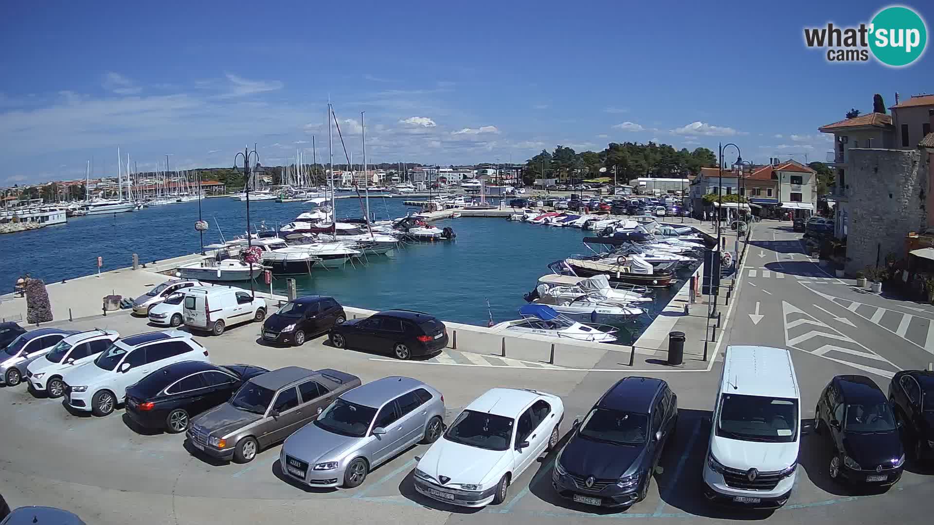 Novigrad | Porporela marina