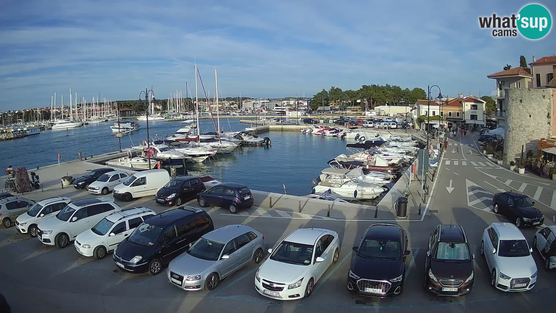 Novigrad | Porporela marina