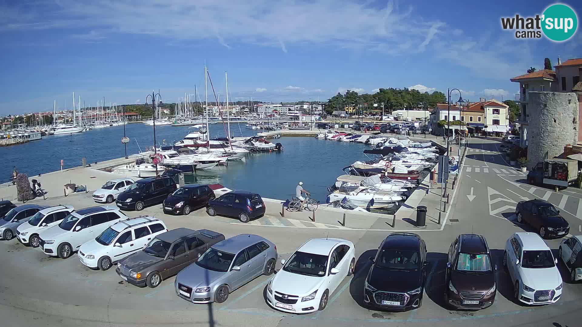 Novigrad | Porporela marina