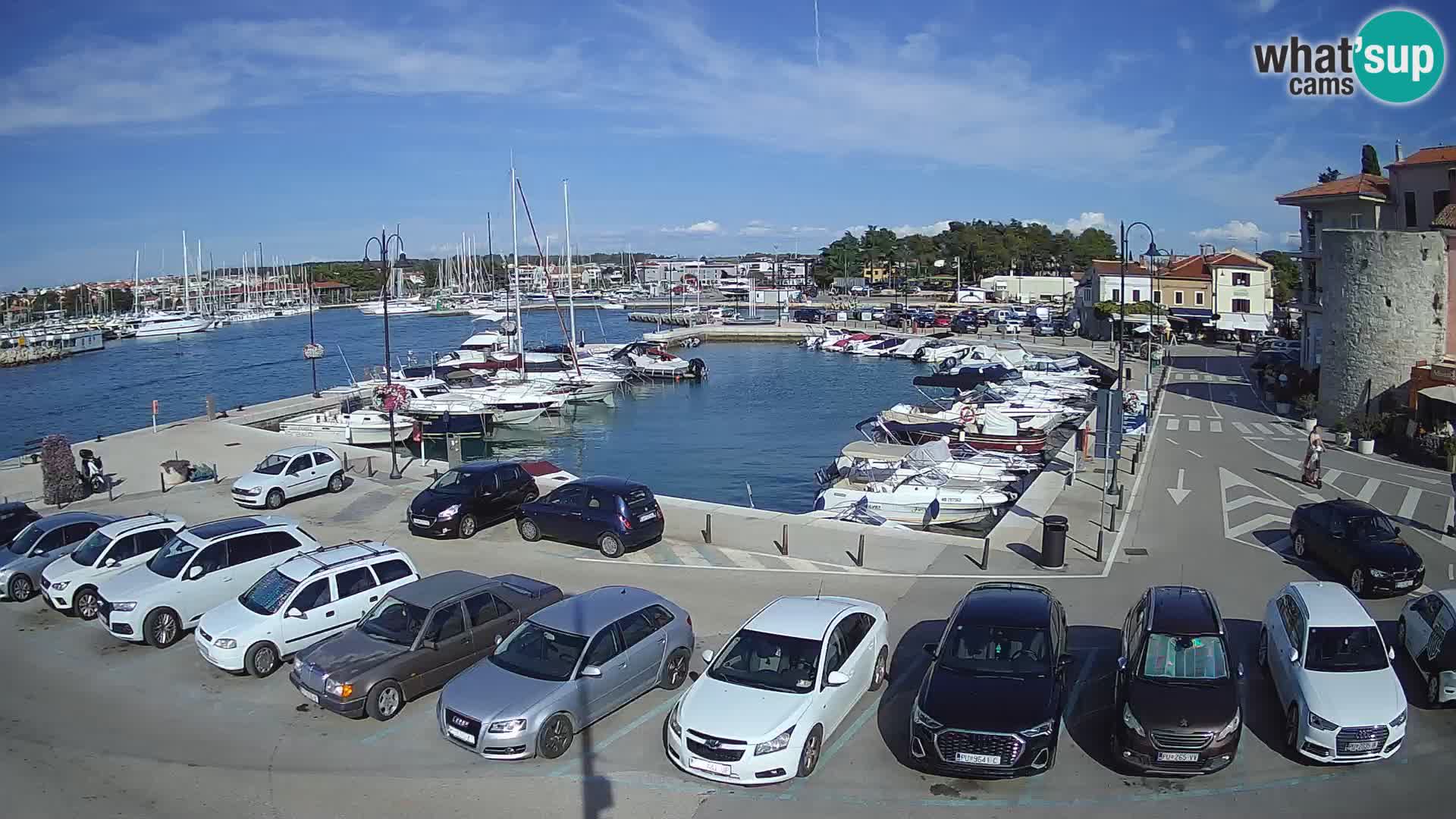 Novigrad | Porporela marina