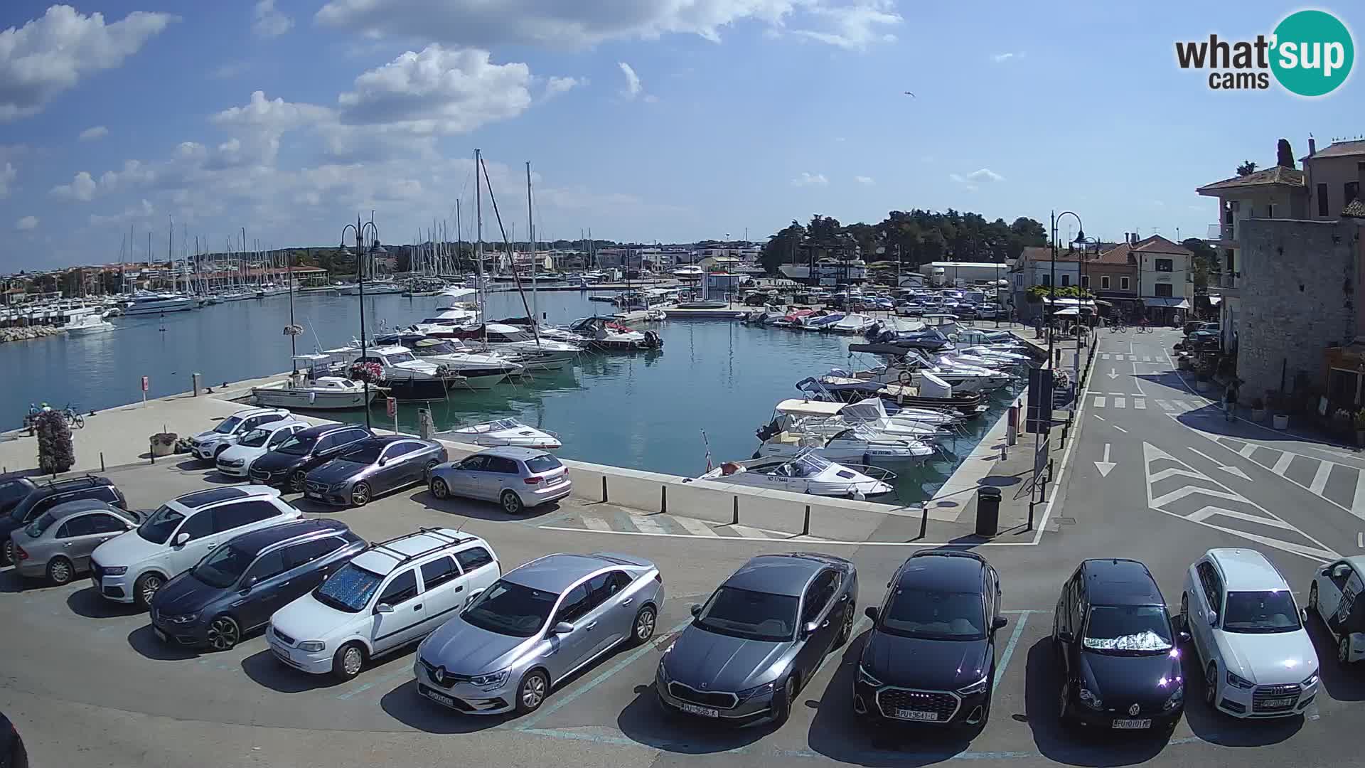 Novigrad | Porporela marina