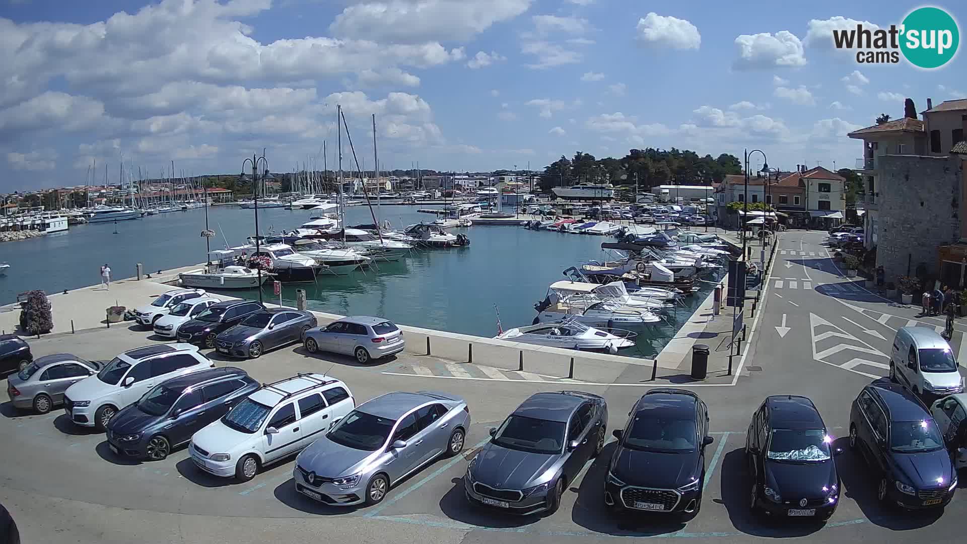 Novigrad | Porporela marina