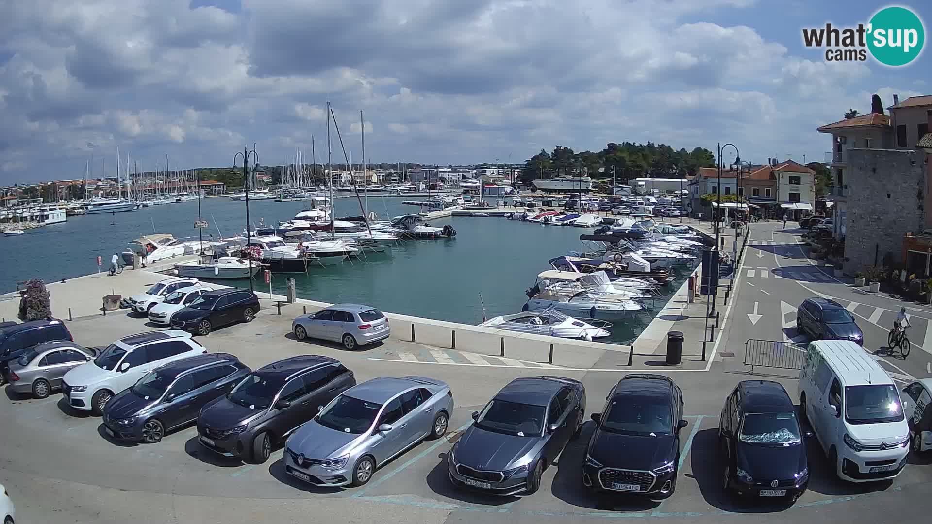 Novigrad | Porporela marina