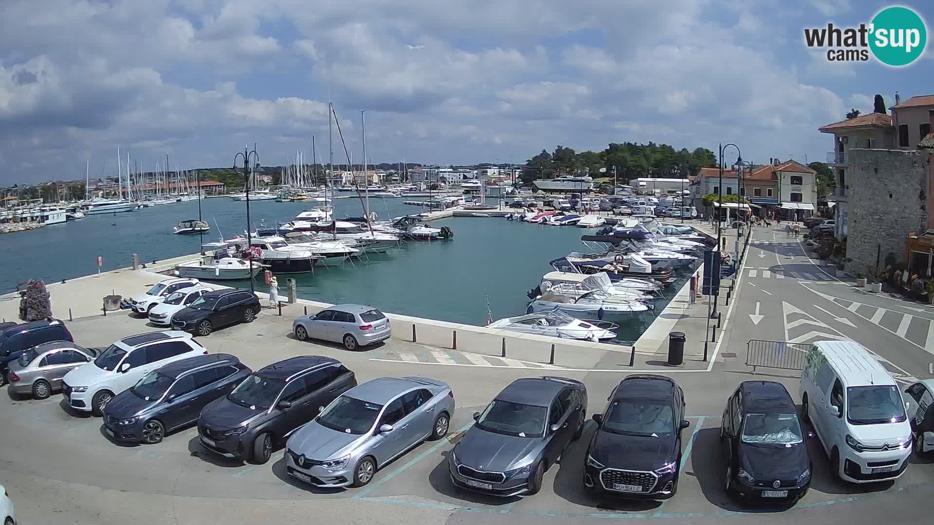 Novigrad | Porporela marina