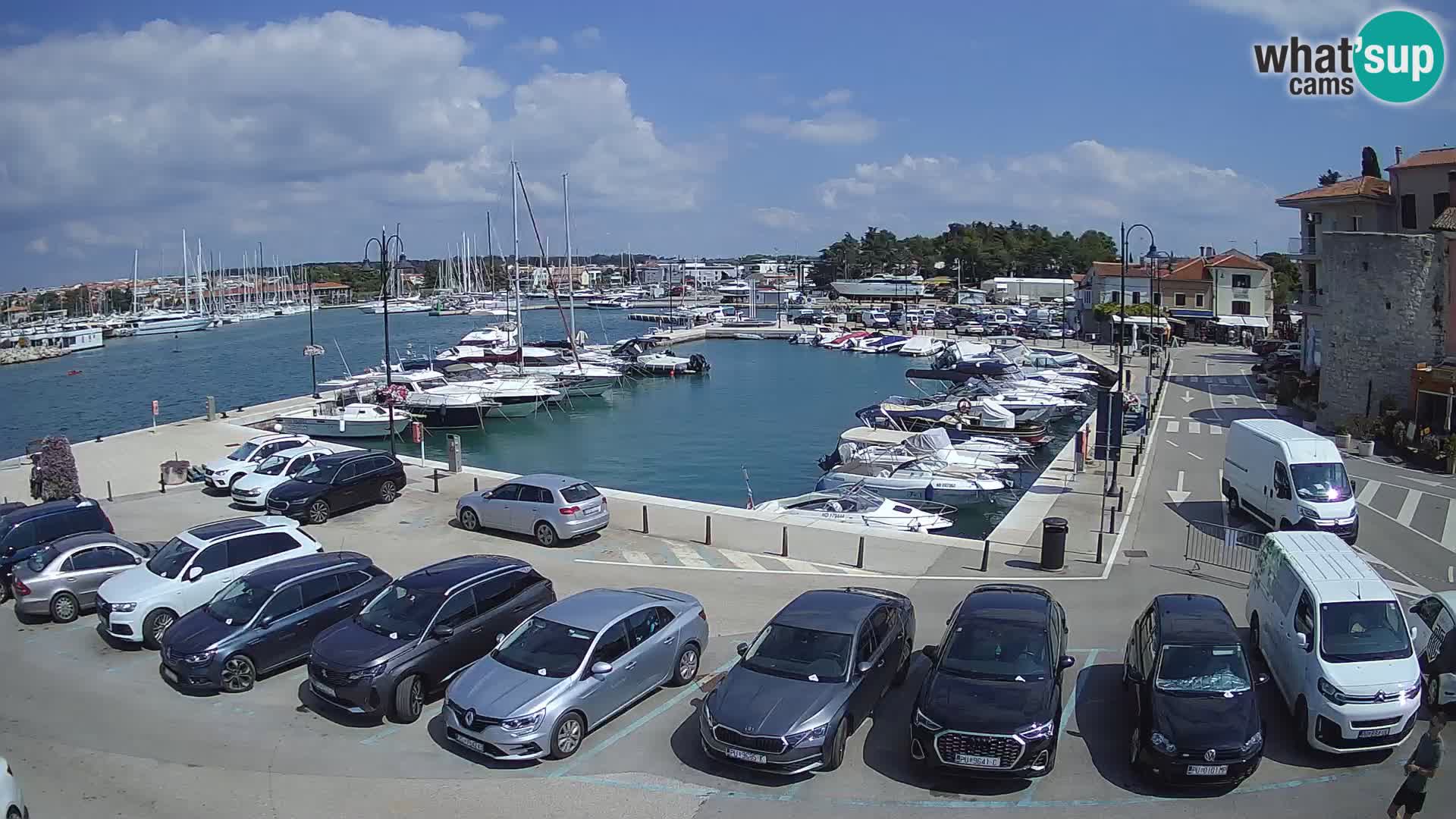 Novigrad | Porporela marina
