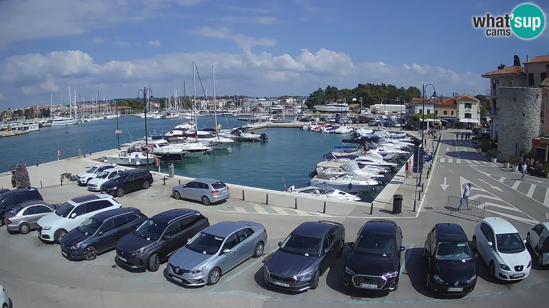 Novigrad | Porporela marina