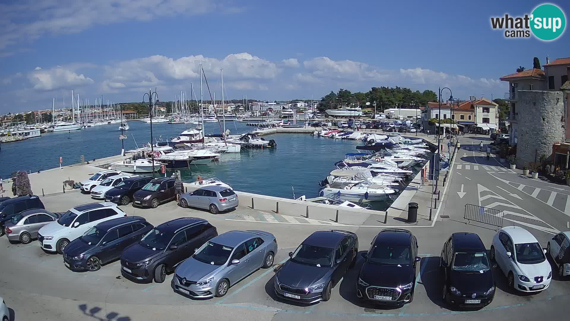 Novigrad | Porporela marina