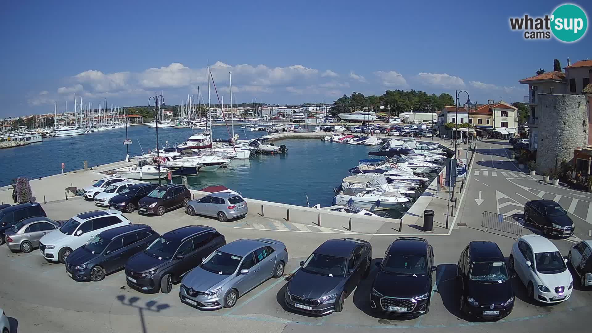 Novigrad | Porporela marina