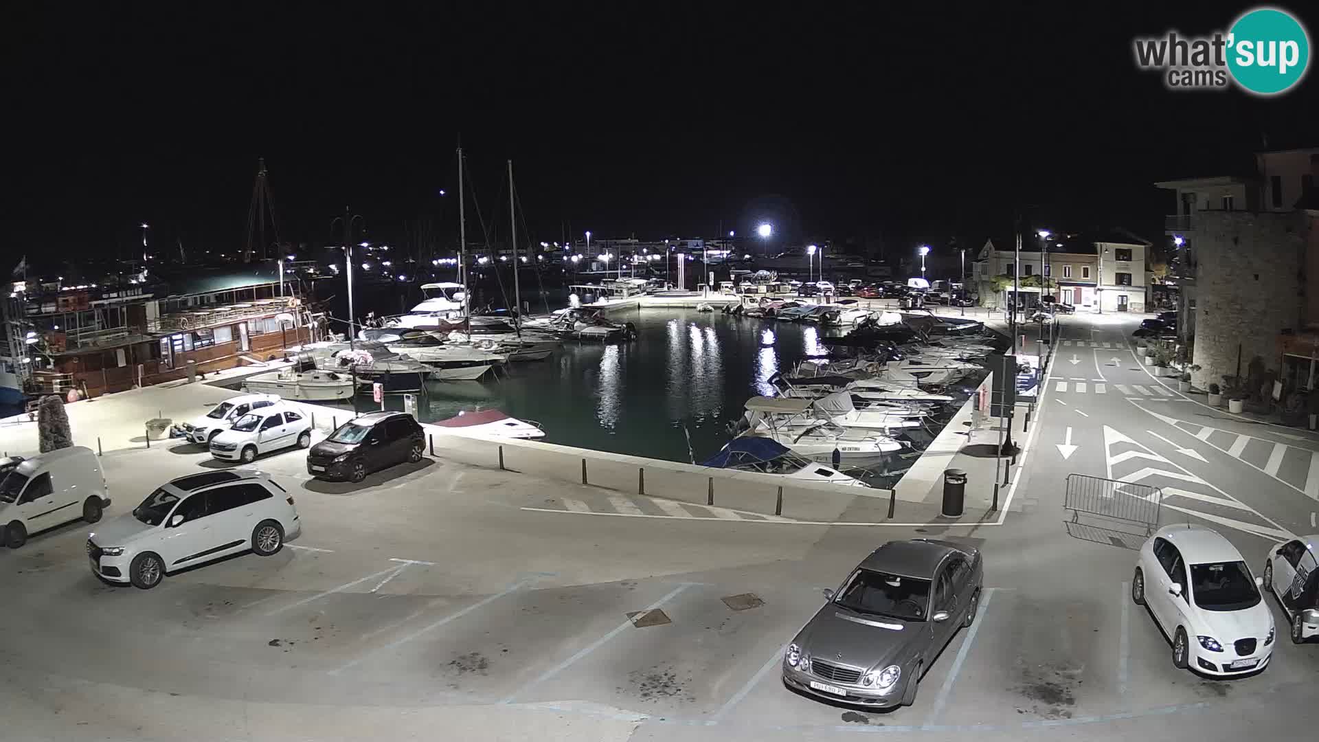 Novigrad | Porporela marina