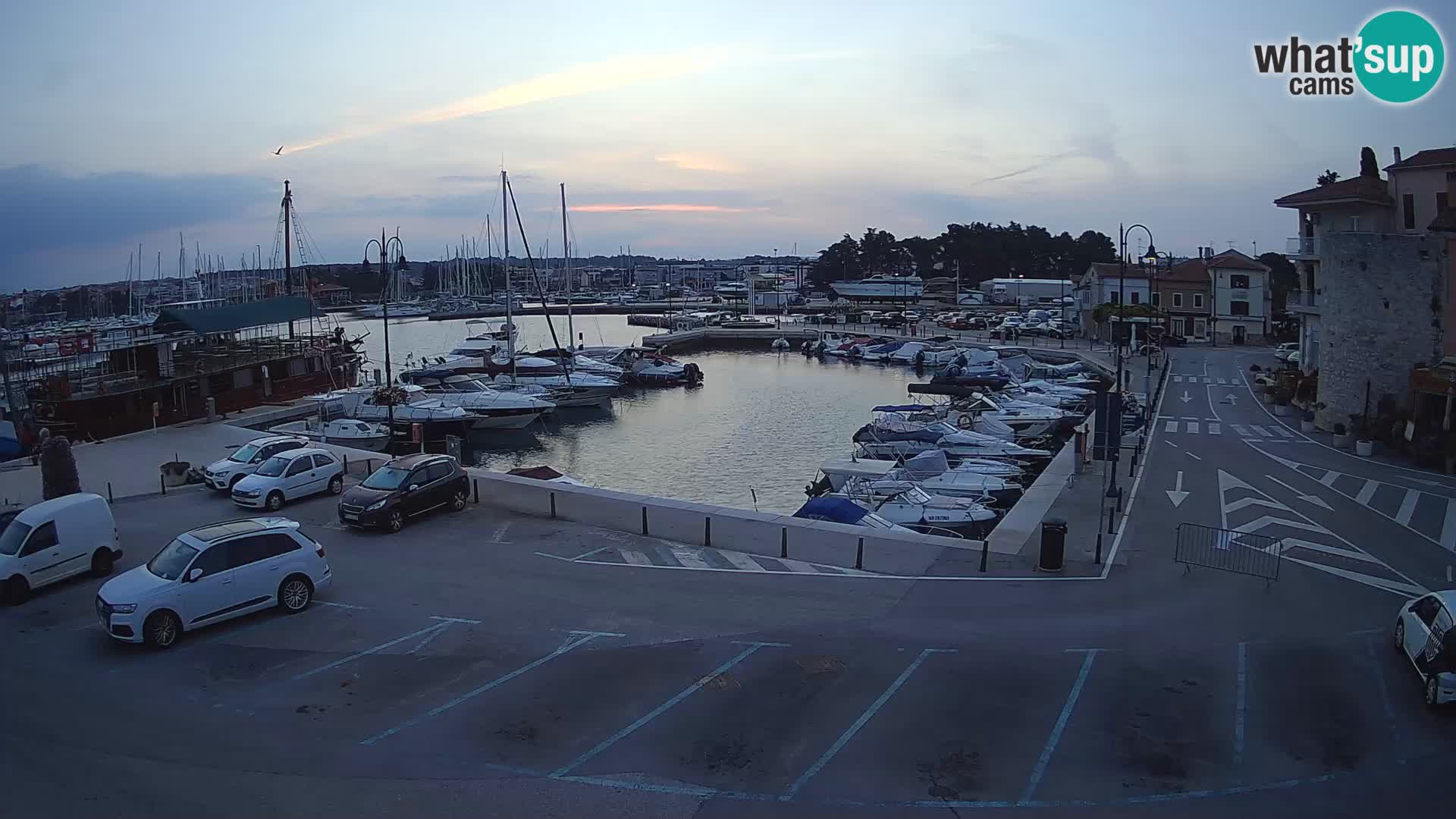 Novigrad | Porporela marina
