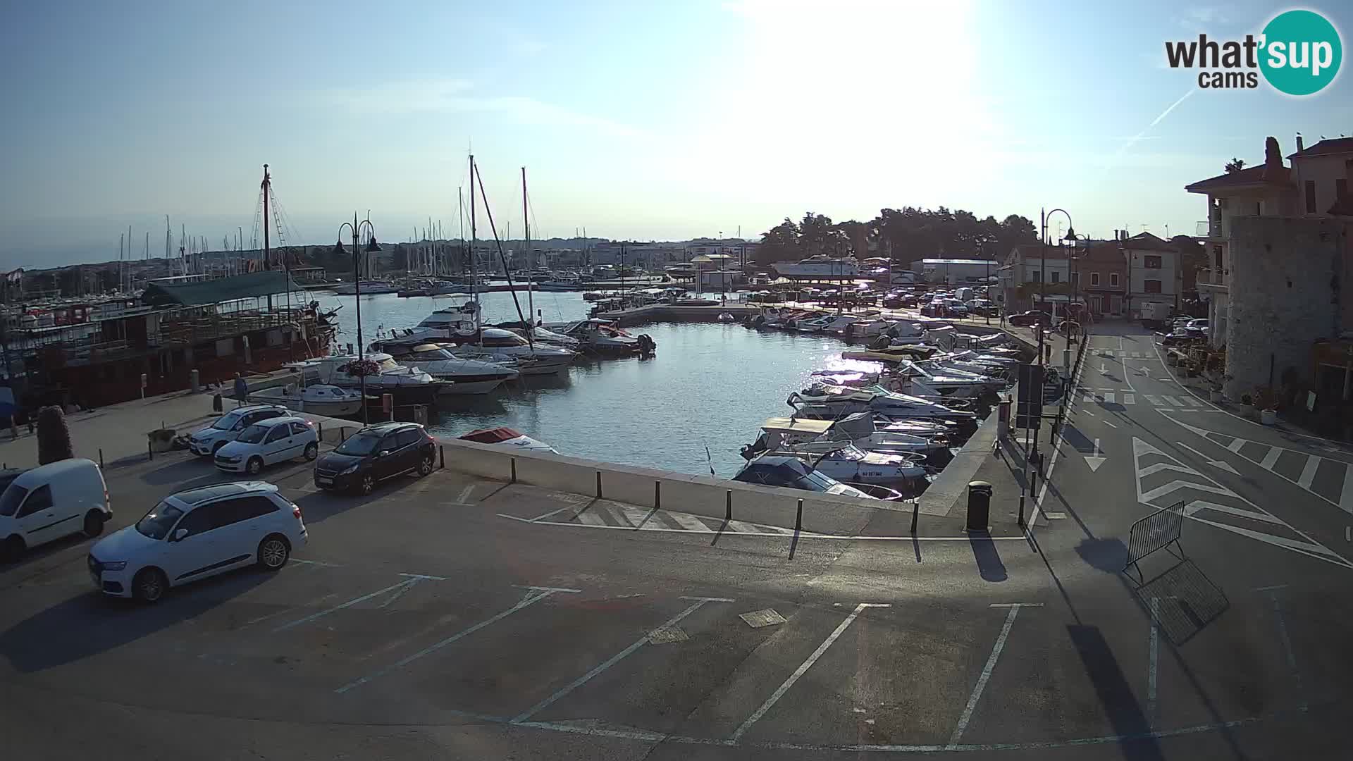 Novigrad | Porporela marina