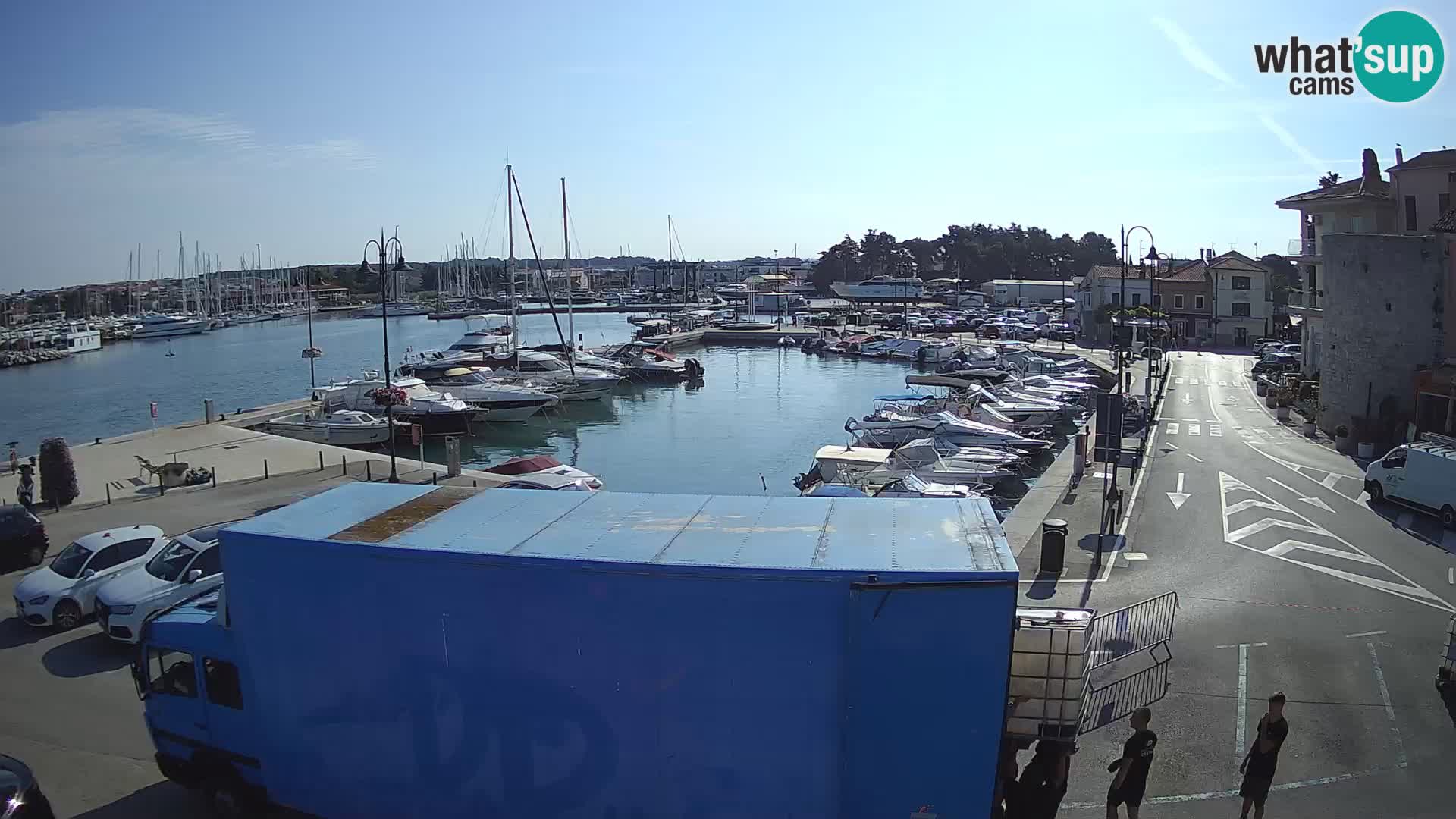 Novigrad | Porporela marina