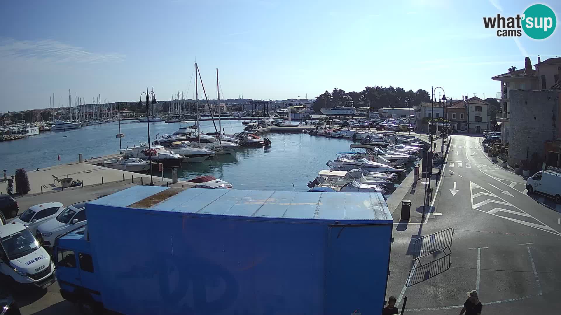 Novigrad | Porporela marina