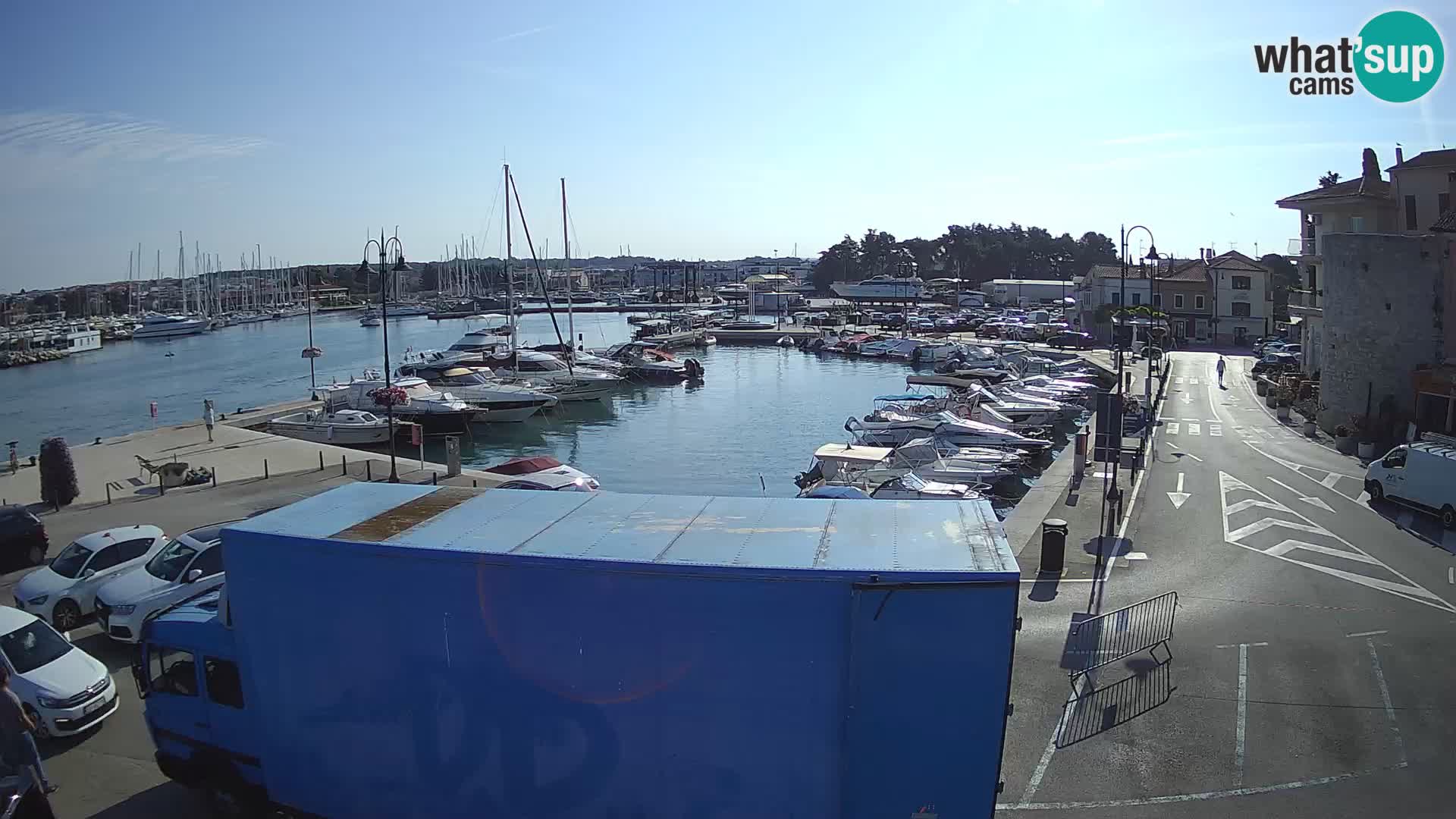 Novigrad | Porporela marina