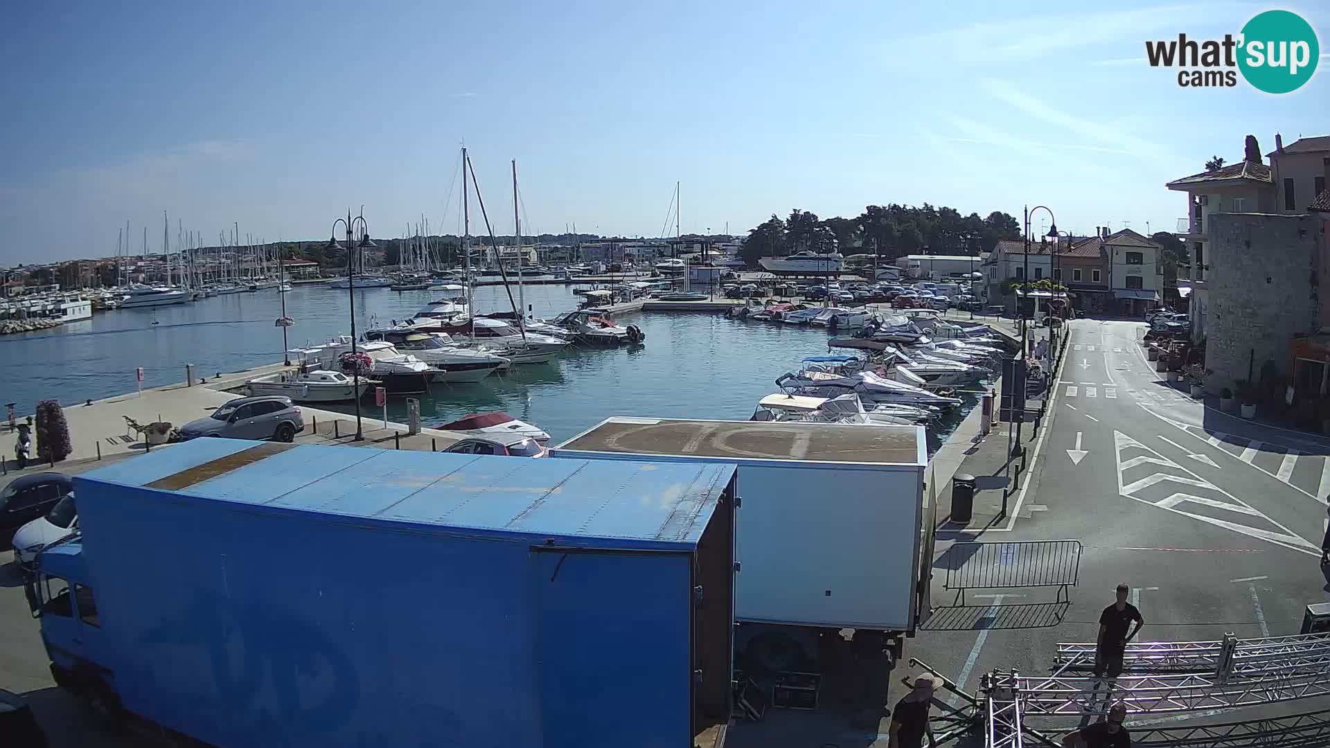 Novigrad | Porporela marina