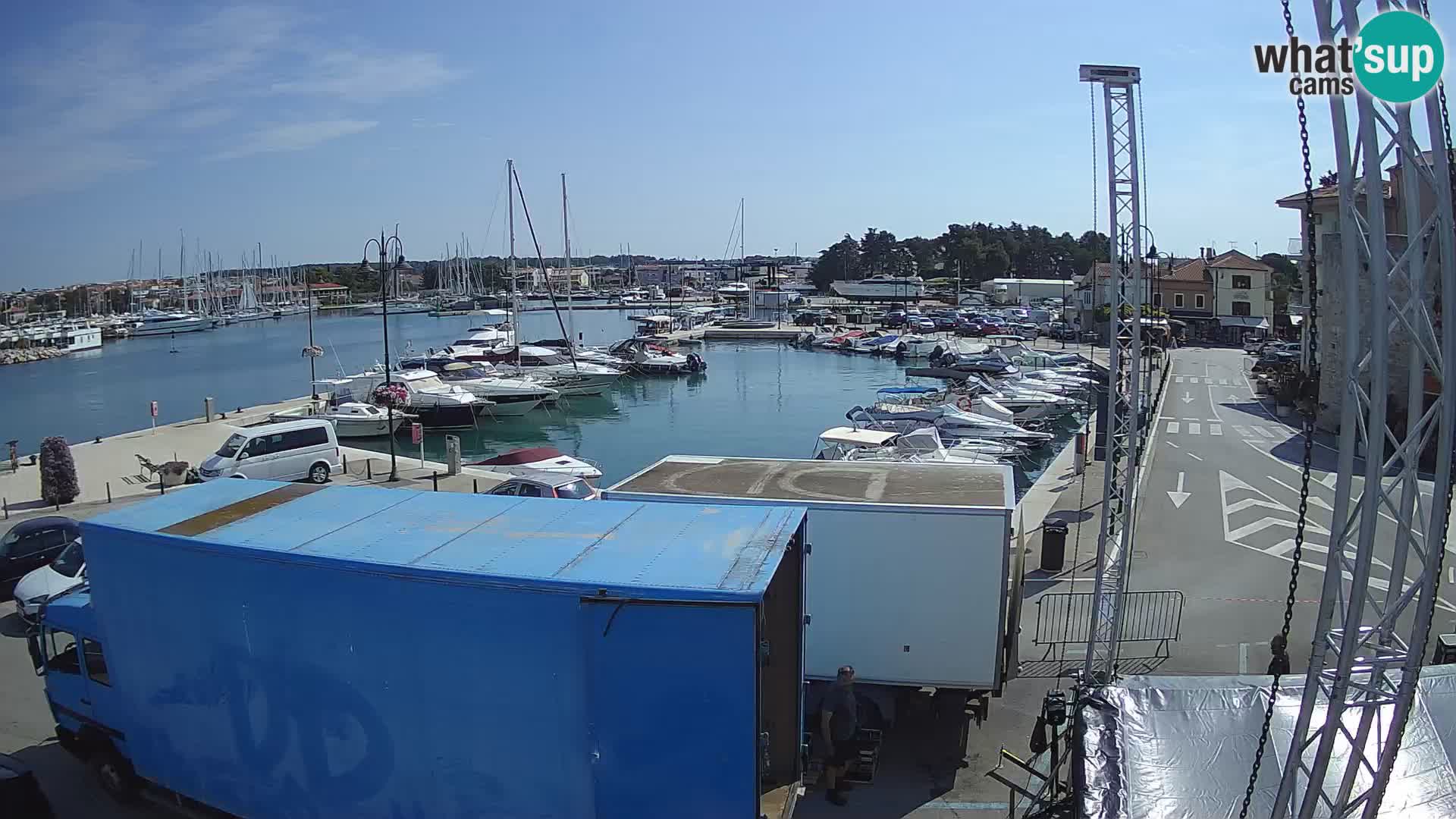 Novigrad | Porporela marina