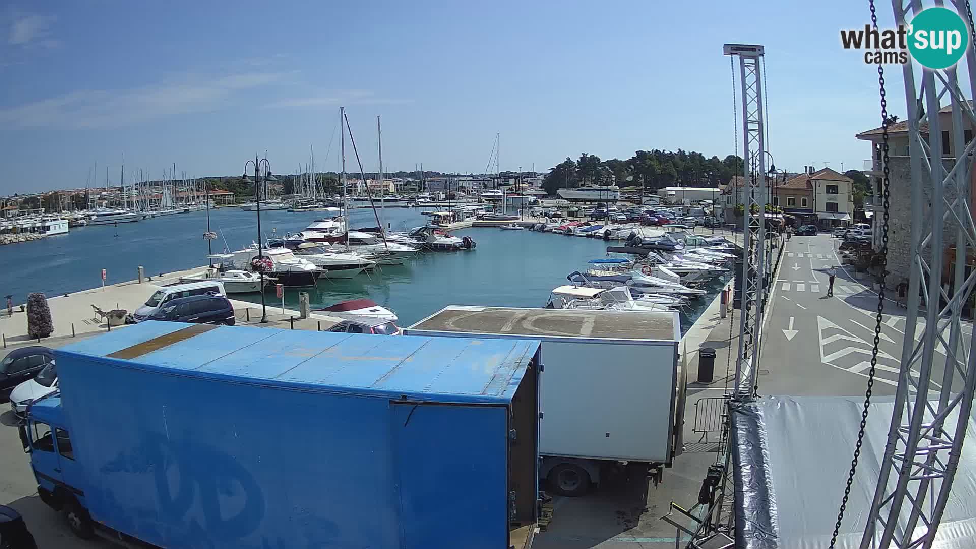Novigrad | Porporela marina