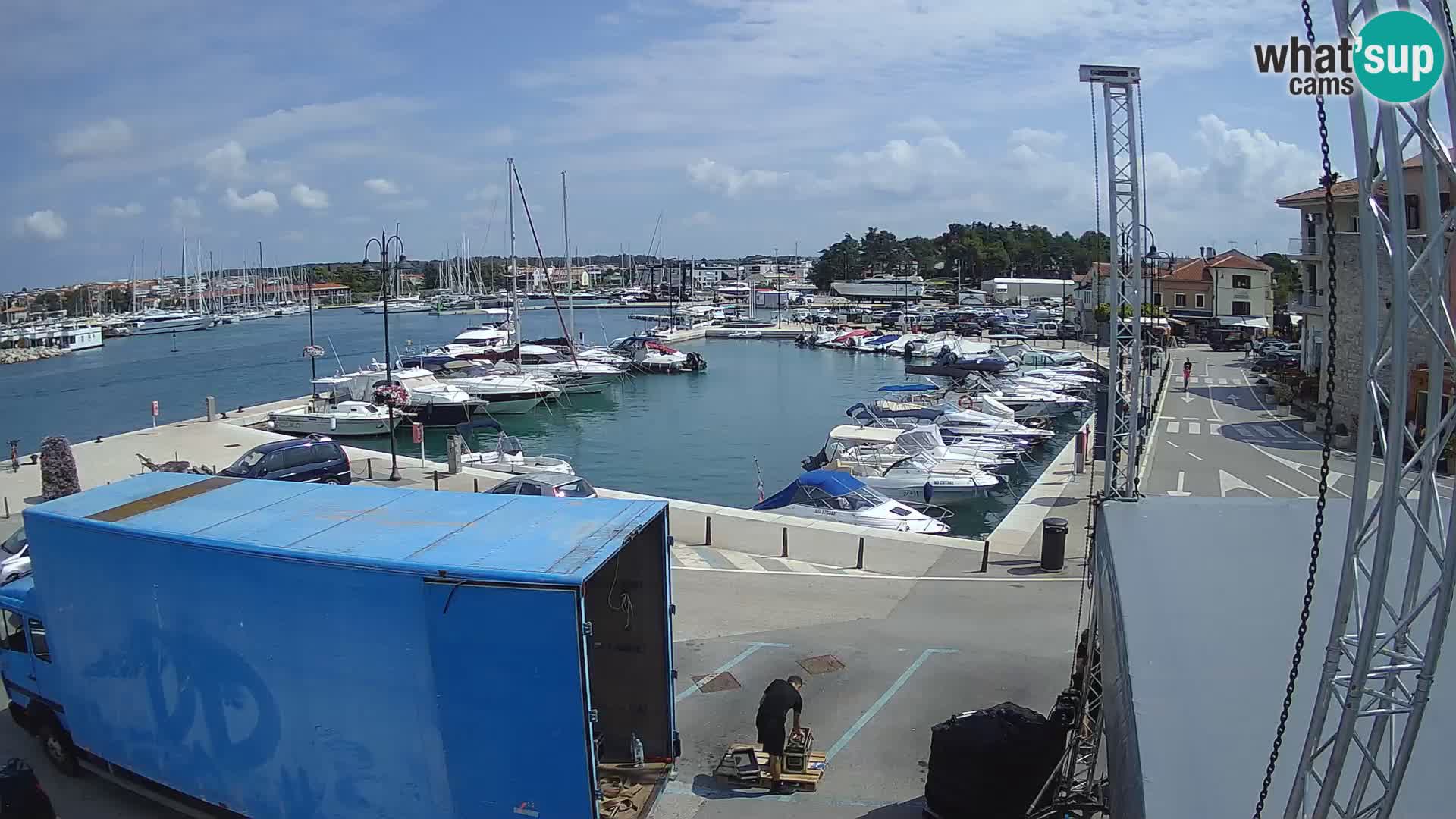 Novigrad | Porporela marina