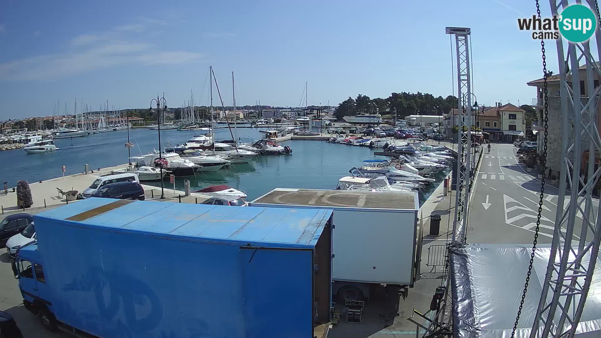 Novigrad | Porporela marina