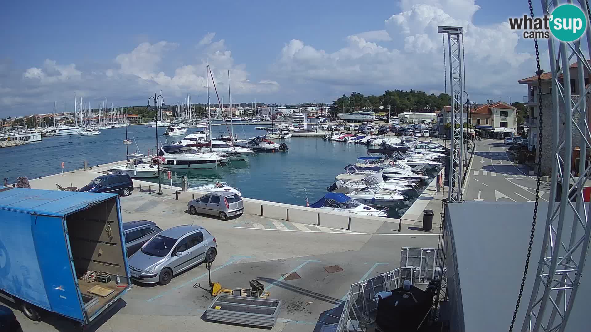 Novigrad | Porporela marina
